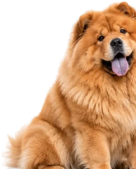 Cachorro chow-chow sorridente