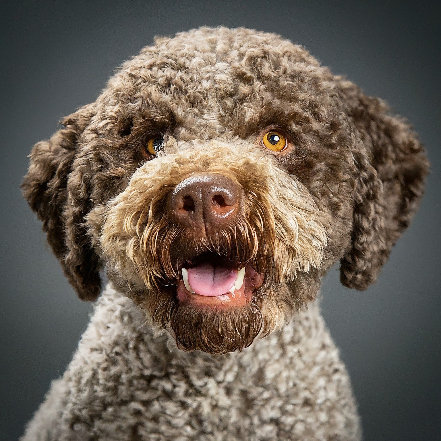 BUDDYUNO, Lagotto Romagnolo