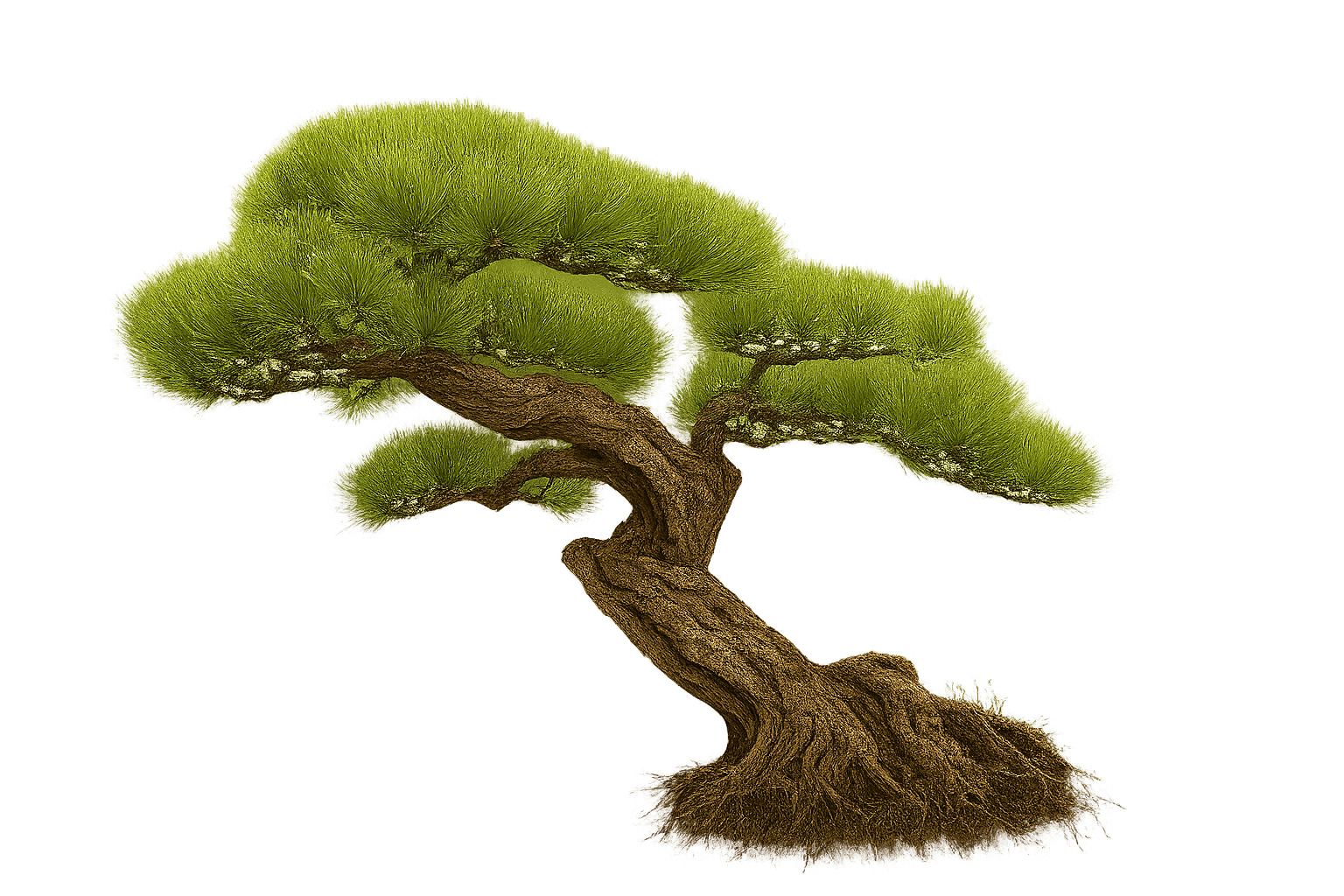 Bonsai Tree represents ongevity, harmony with nature