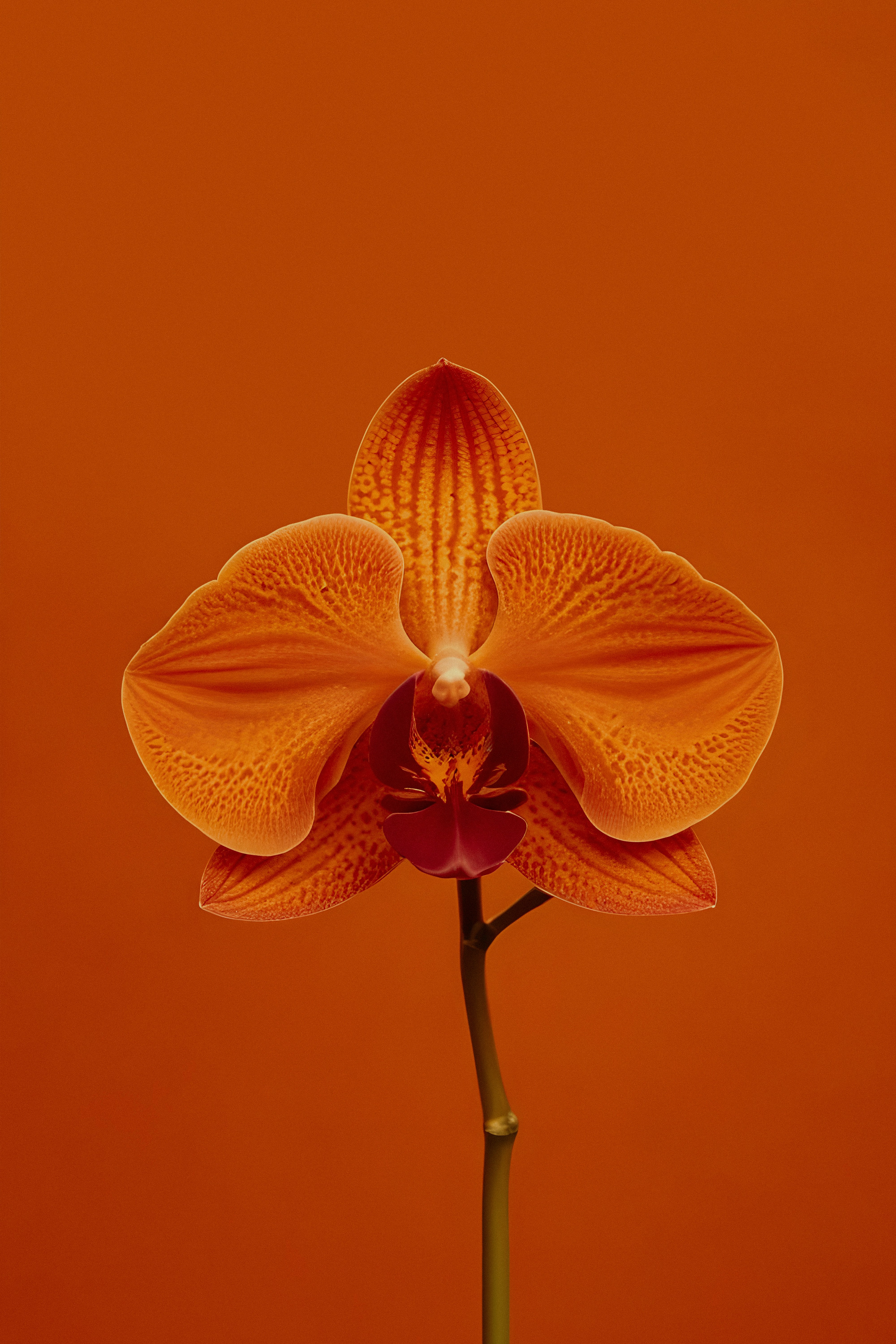 A single orange flower on an orange background