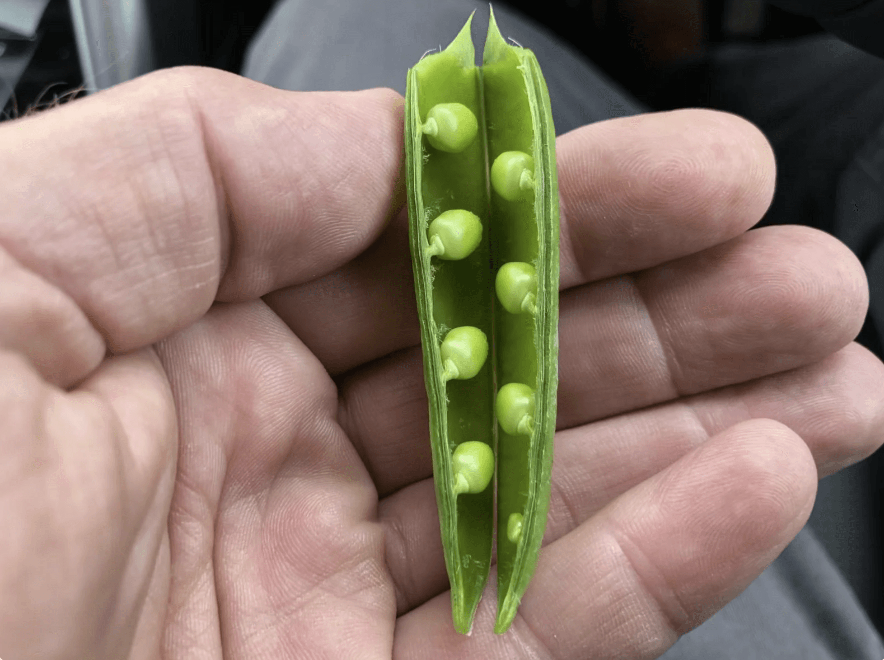 Open poea pod held in the palm of a hand