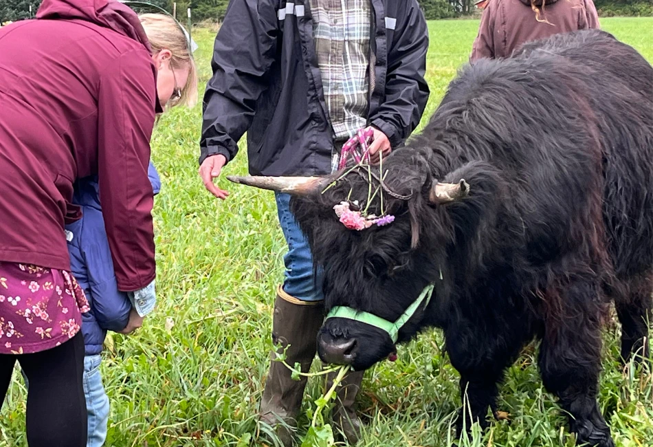 Community members gently interacting with a cow in a grassy field during Fall Farm Fest.