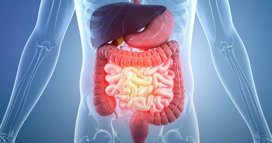 Macronutrient ratios are the balance of proteins, fats, and carbs in a diet.