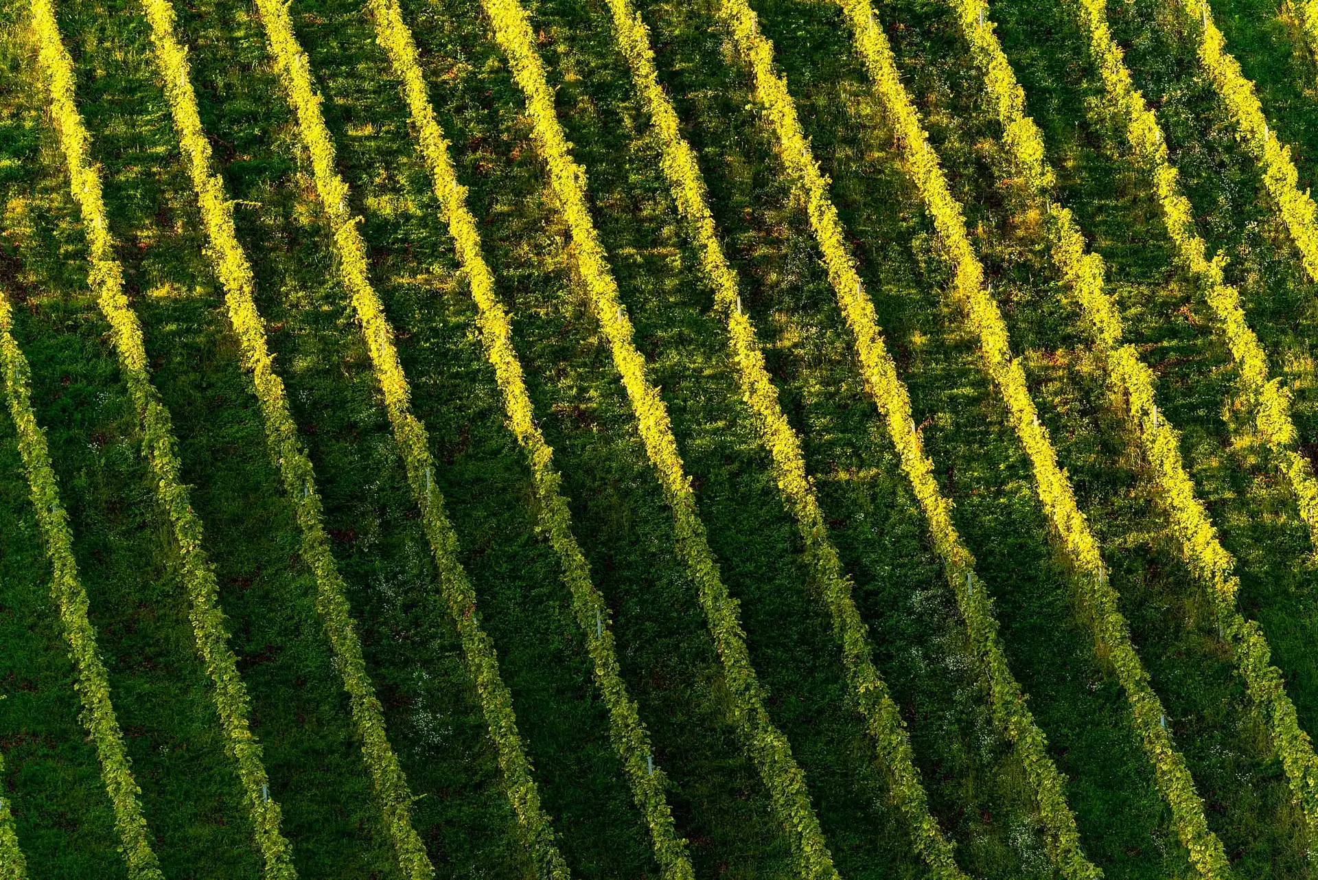 Aerial view of parallel, neatly arranged rows of green grapevines in a sunlit vineyard.