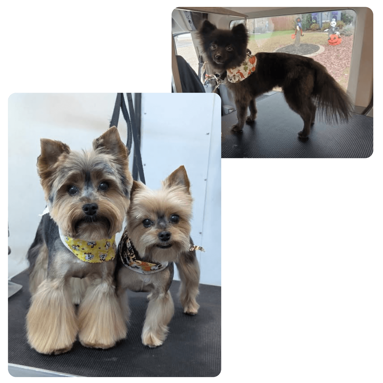 Extra Small Dog Grooming Bath Photo - Wags To Riches Dog Grooming