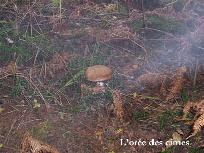 Un cèpe pendant la cueillette de champigon