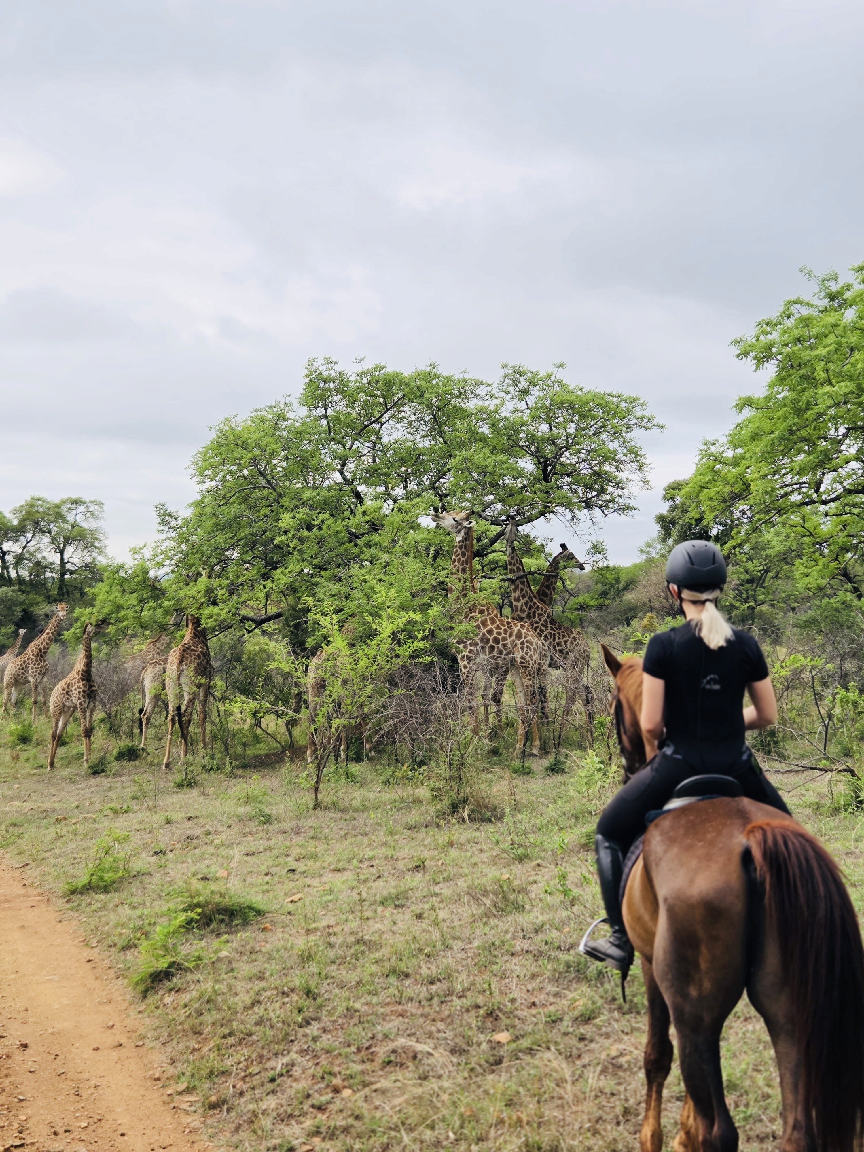 Kilimanjaro Elephant Ride, Arusha National Park, Tanzania – elefant i högt gräs tittar mot kameran, medan fem ryttare till häst på ridsafari i bakgrunden betraktar elefanten i ett grönt och frodigt landskap.