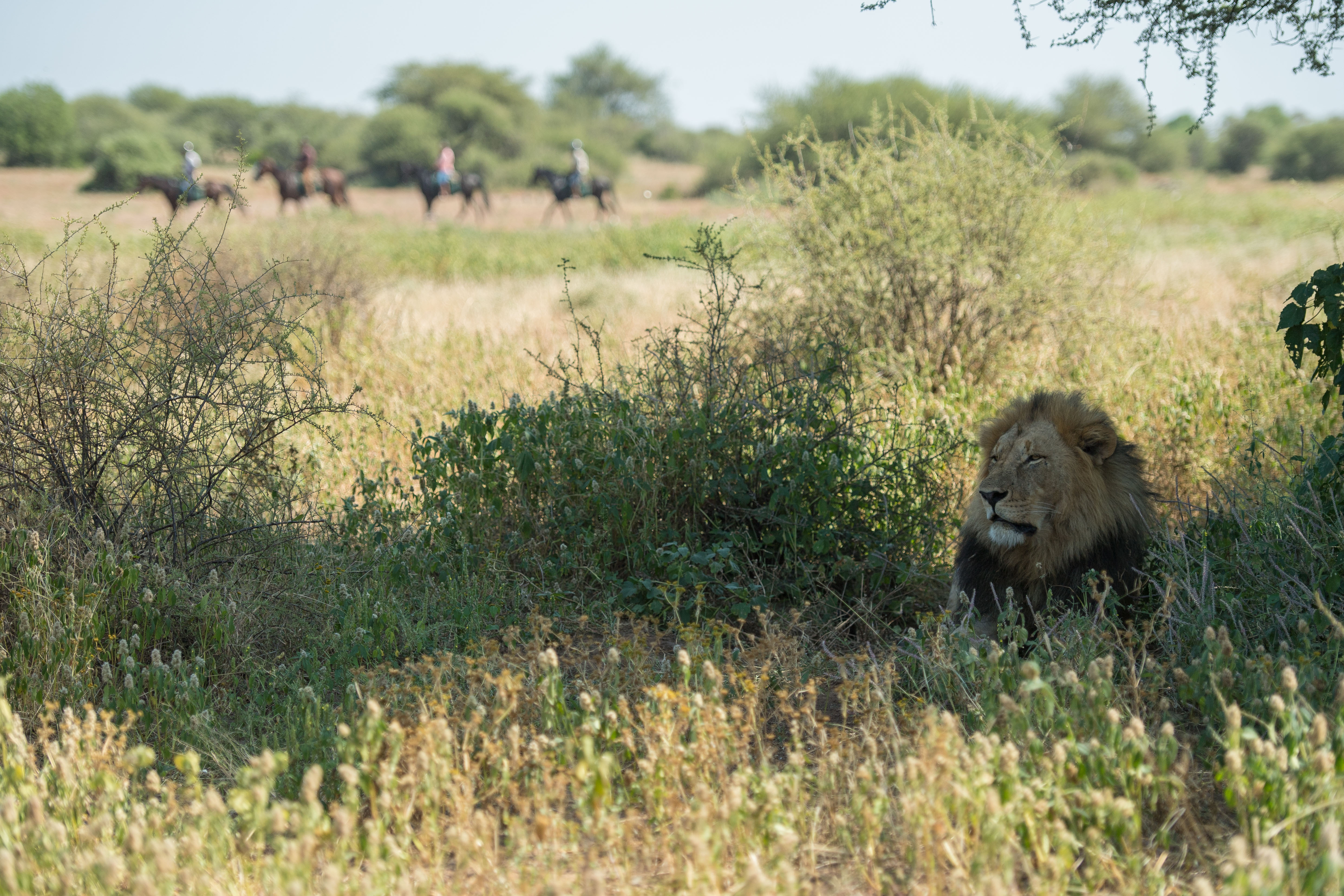 Tuli Safari, Botswana. Ett lejon vakar bland buskarna medan en grupp ryttare närmar sig. Ridsafari i Botswana bjuder på möten som känns nästan overkliga.