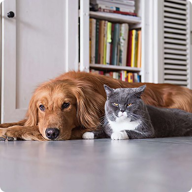 Best Dog Breeds for your Multi Pet Households in many country