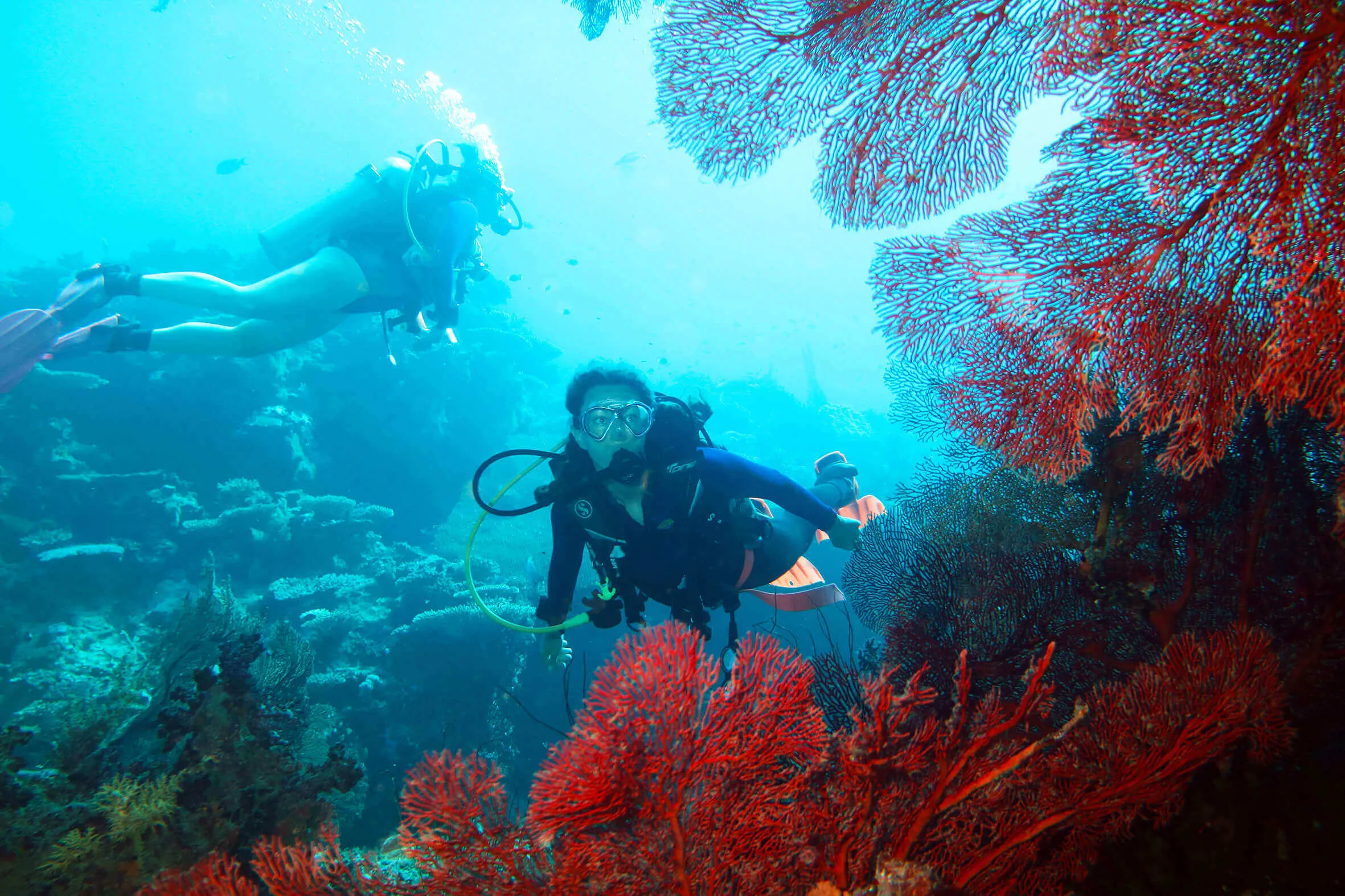A scuba diver swims past colorful fan corals in Pacific Harbour, Fiji.