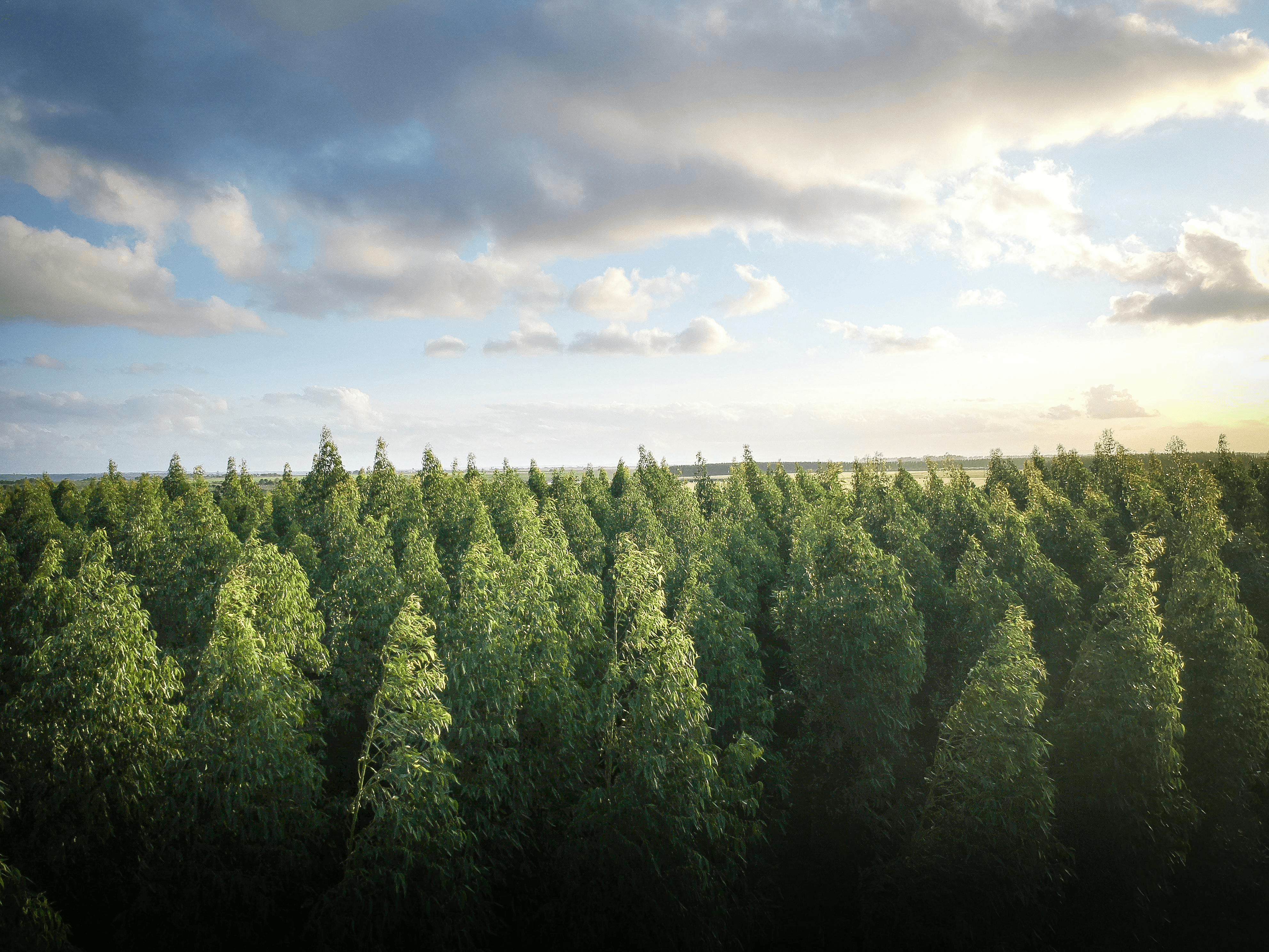 trees
