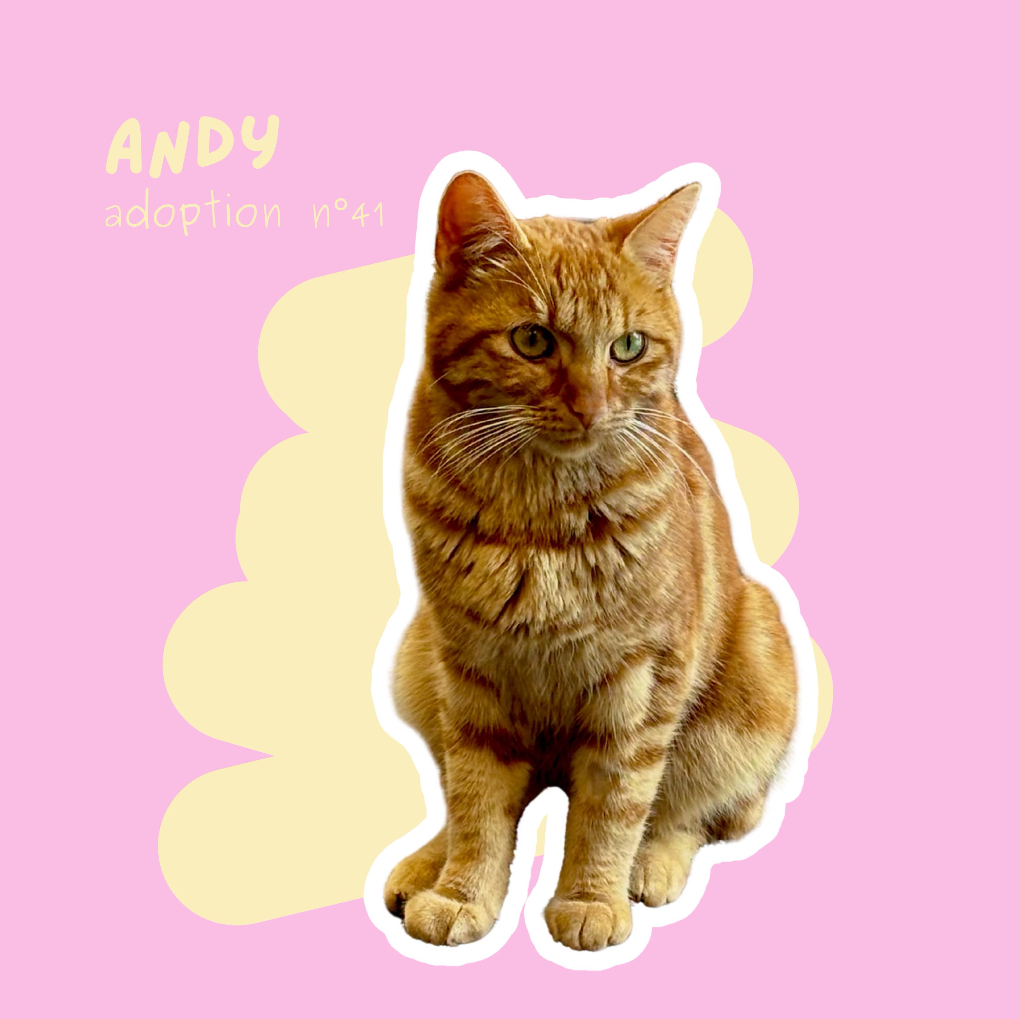 chat-andy