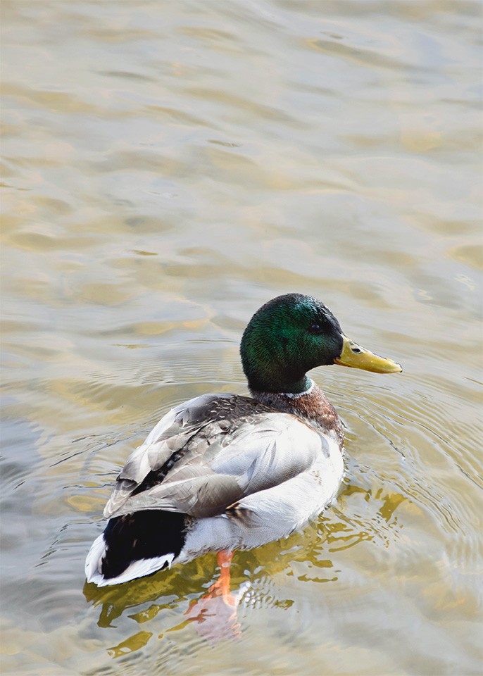 Mallard Duck