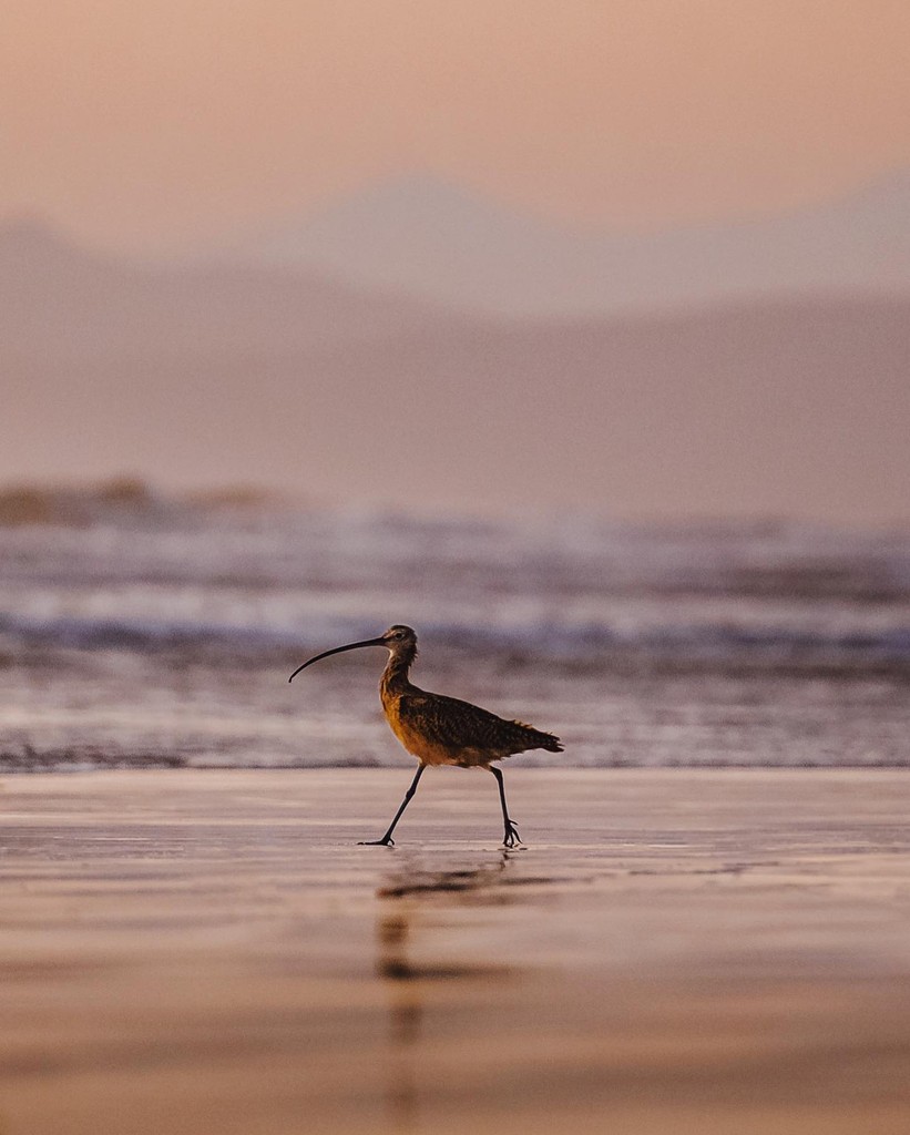 Morro Bay