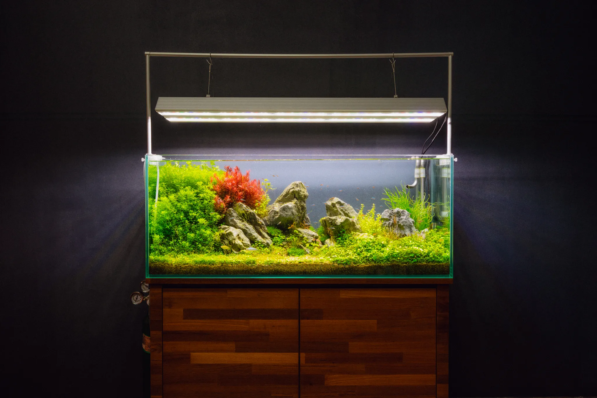 水草と岩組みをバランスよく配置した自然風の淡水アクアリウムレイアウト