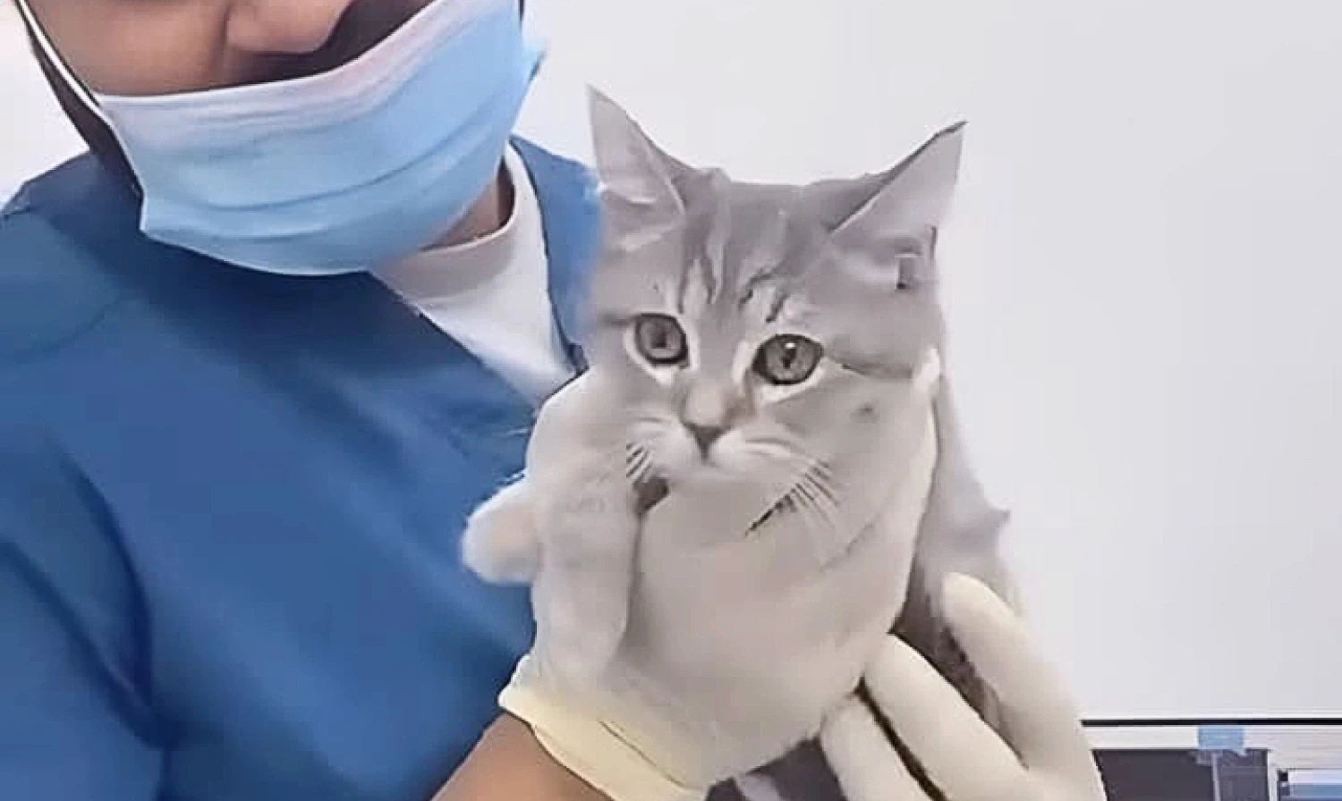 A veterinarian wearing blue scrubs and gloves gently holds a gray kitten, smiling warmly in a clinic. The kitten looks curious and calm.