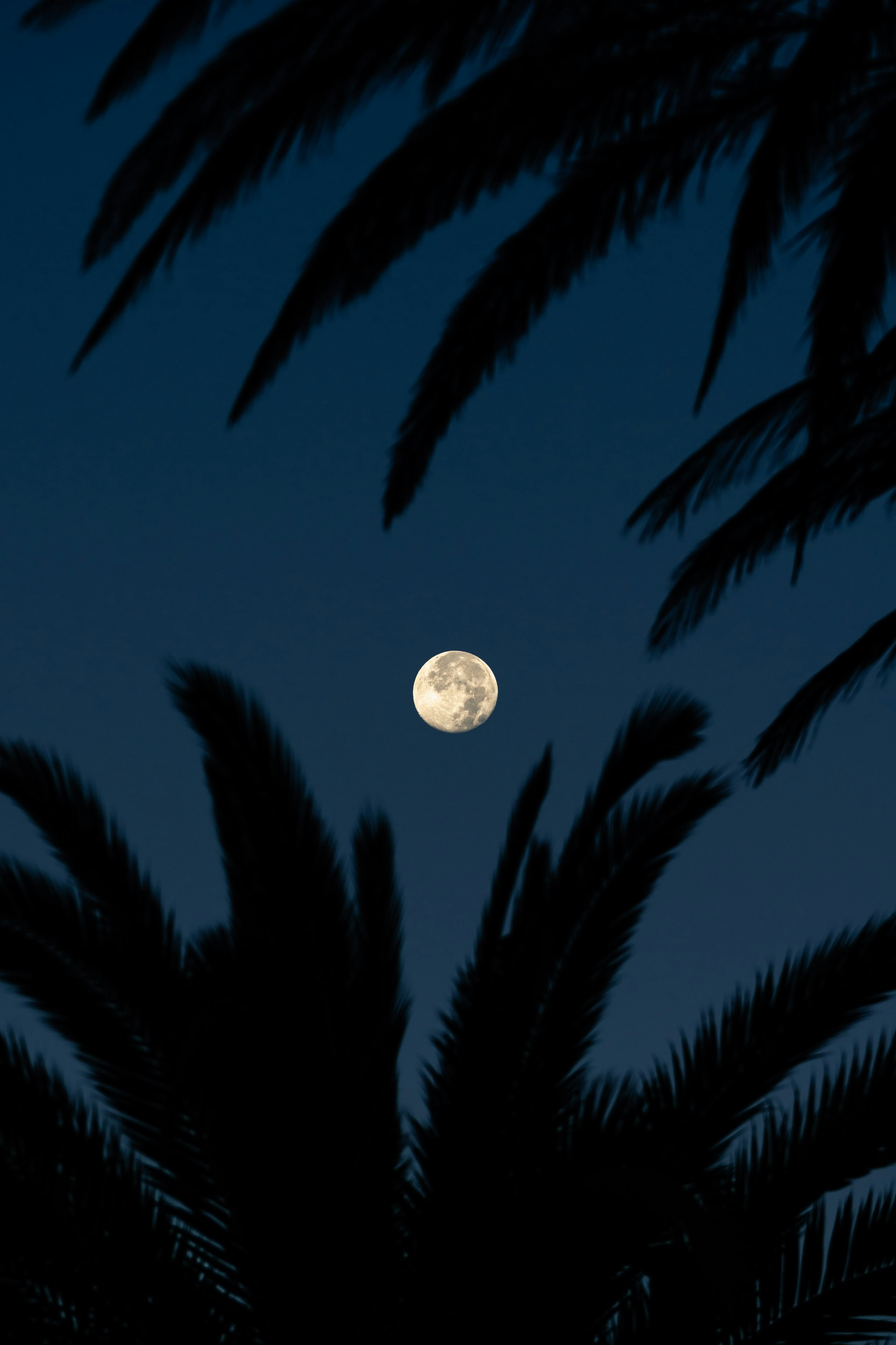 Full moon visible through silhouetted palm fronds at night.