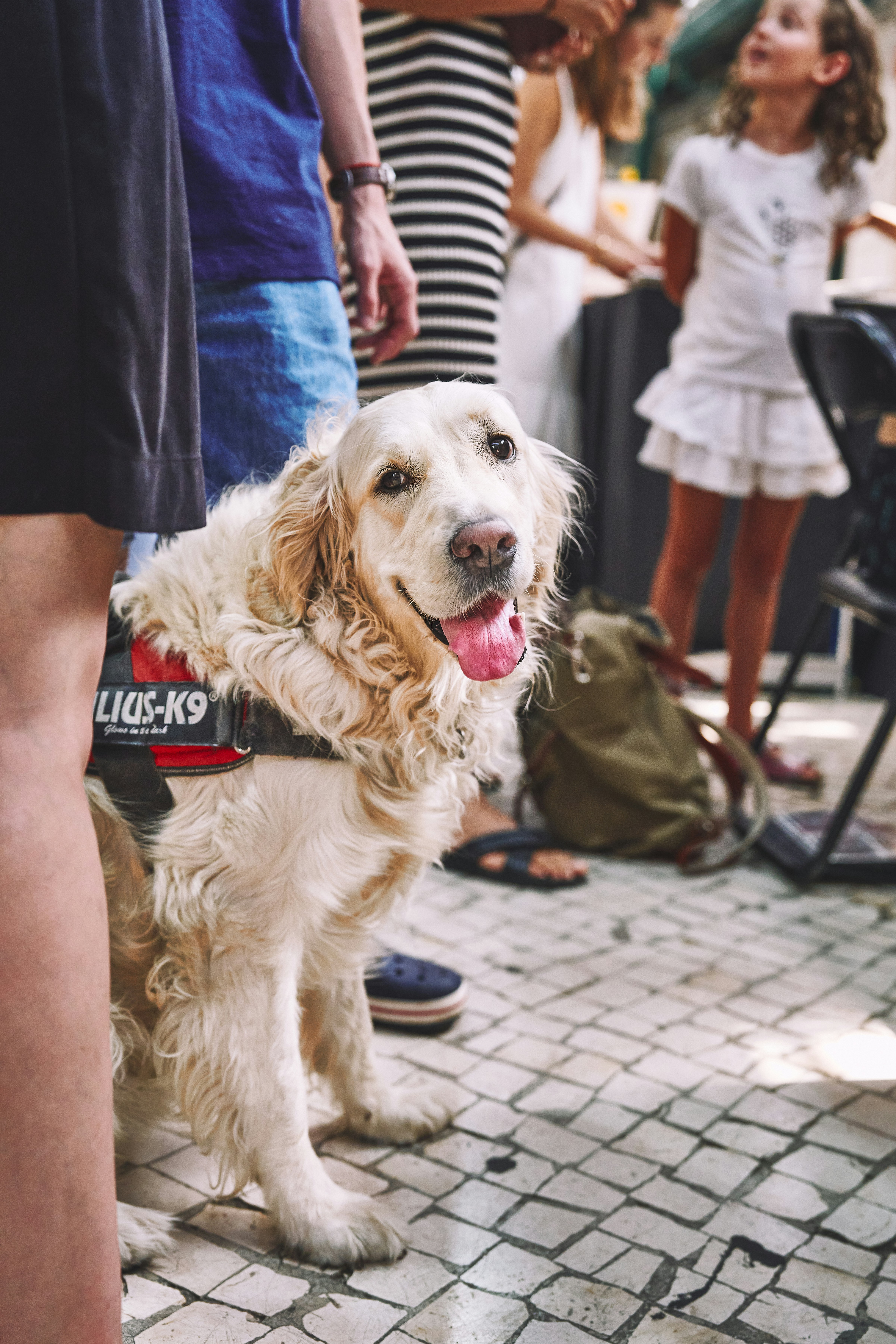 Urban dog anxiety triggers: crowds, bikes, and noise