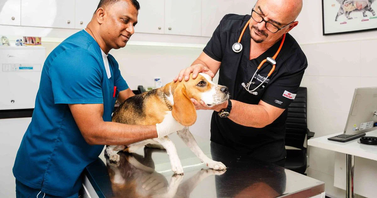 Two emergency vets are holding the face and body of a dog that needs urgent care and treatment.