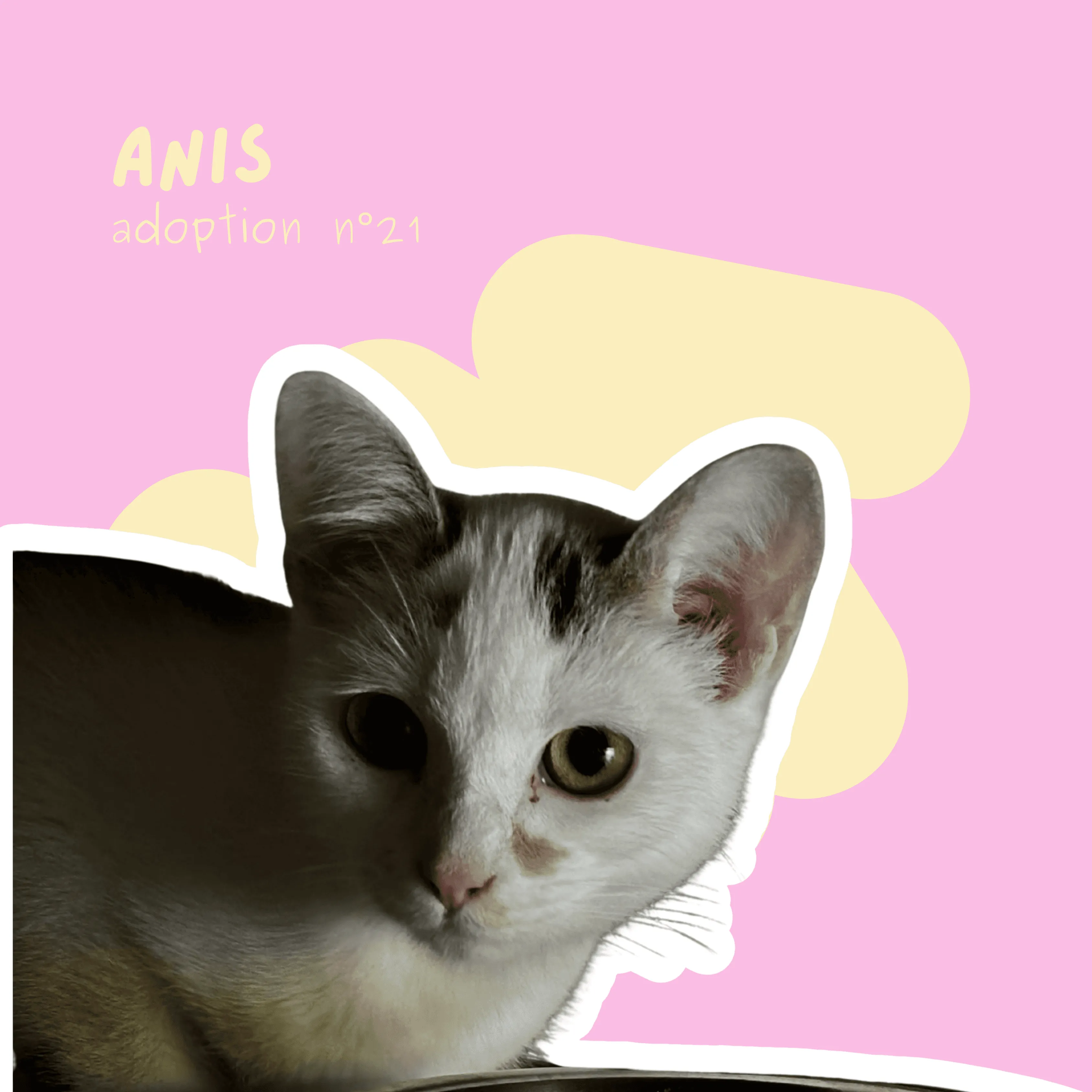chat-anis
