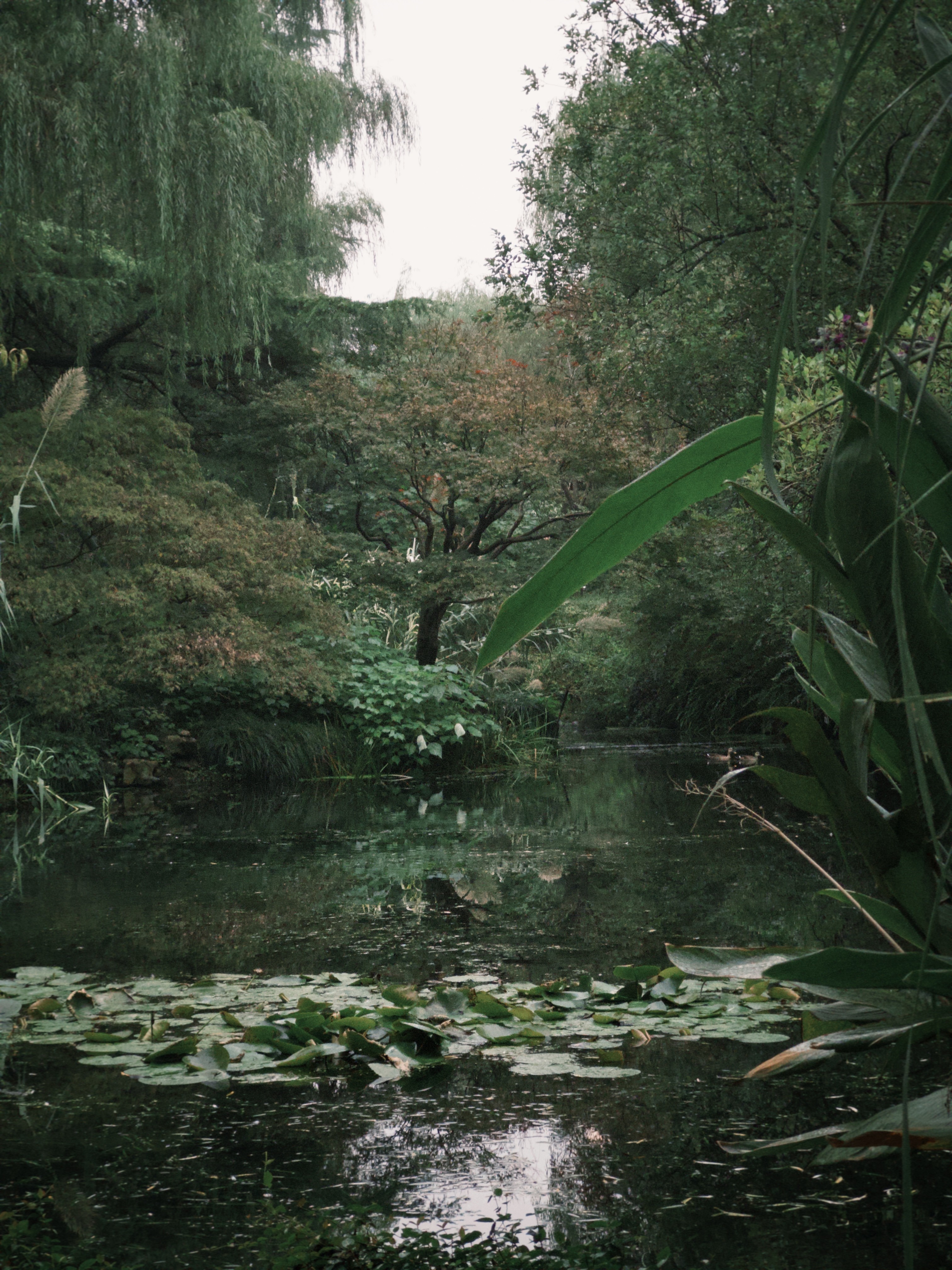 a view of a valley with trees and hills in the background