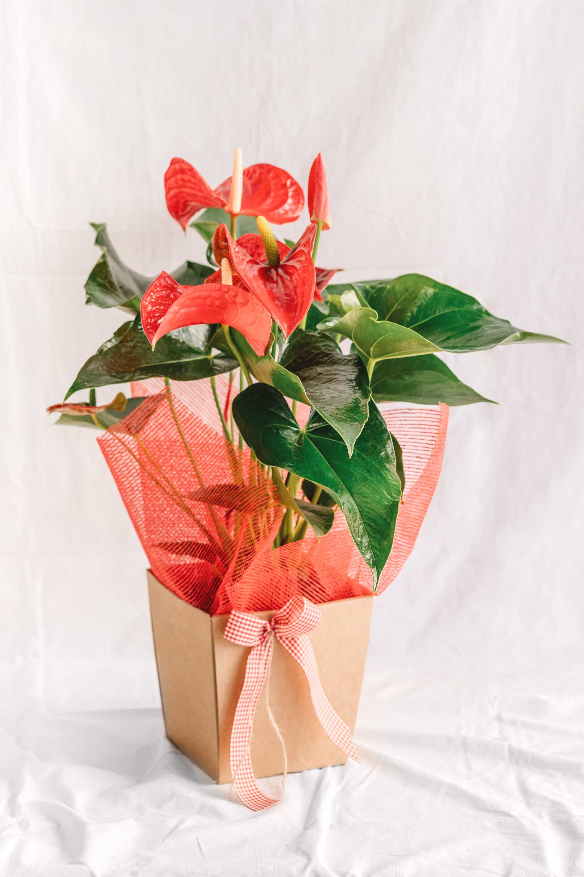 Pla general d’un anthurium vermell amb fullatge verd, presentat per regalar