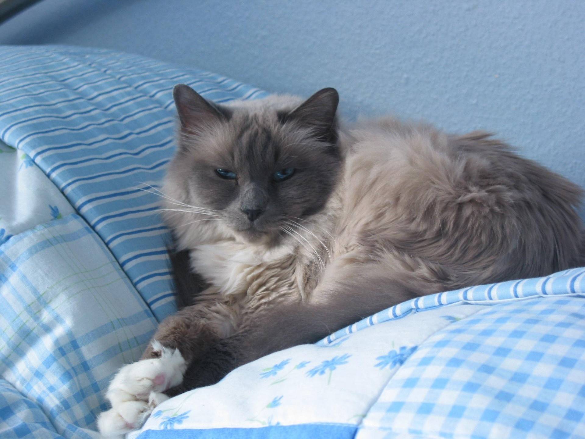 Birman Breed History