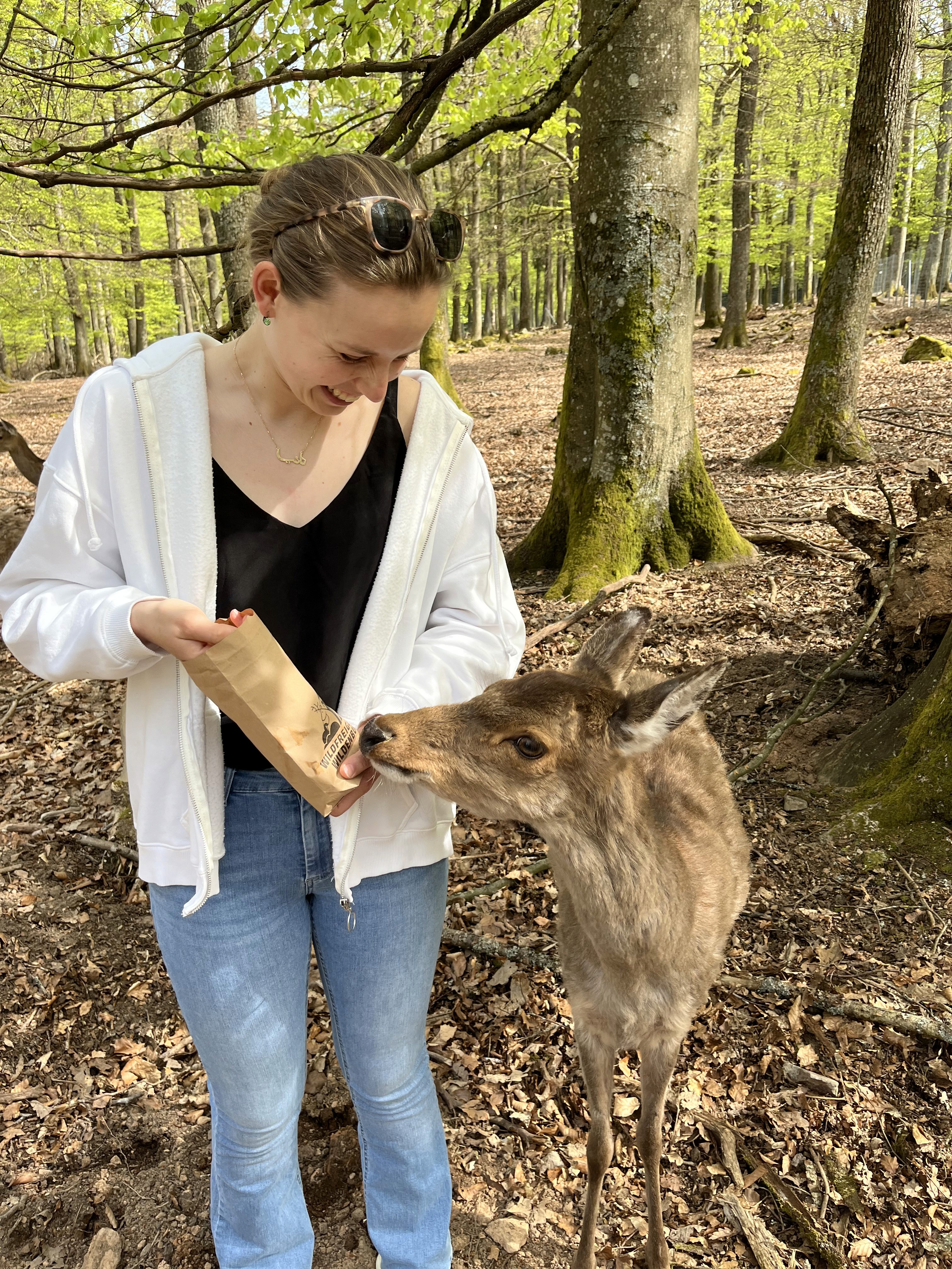 Reh füttern im Wildpark im Nationalpark-Tor Wildenburg.