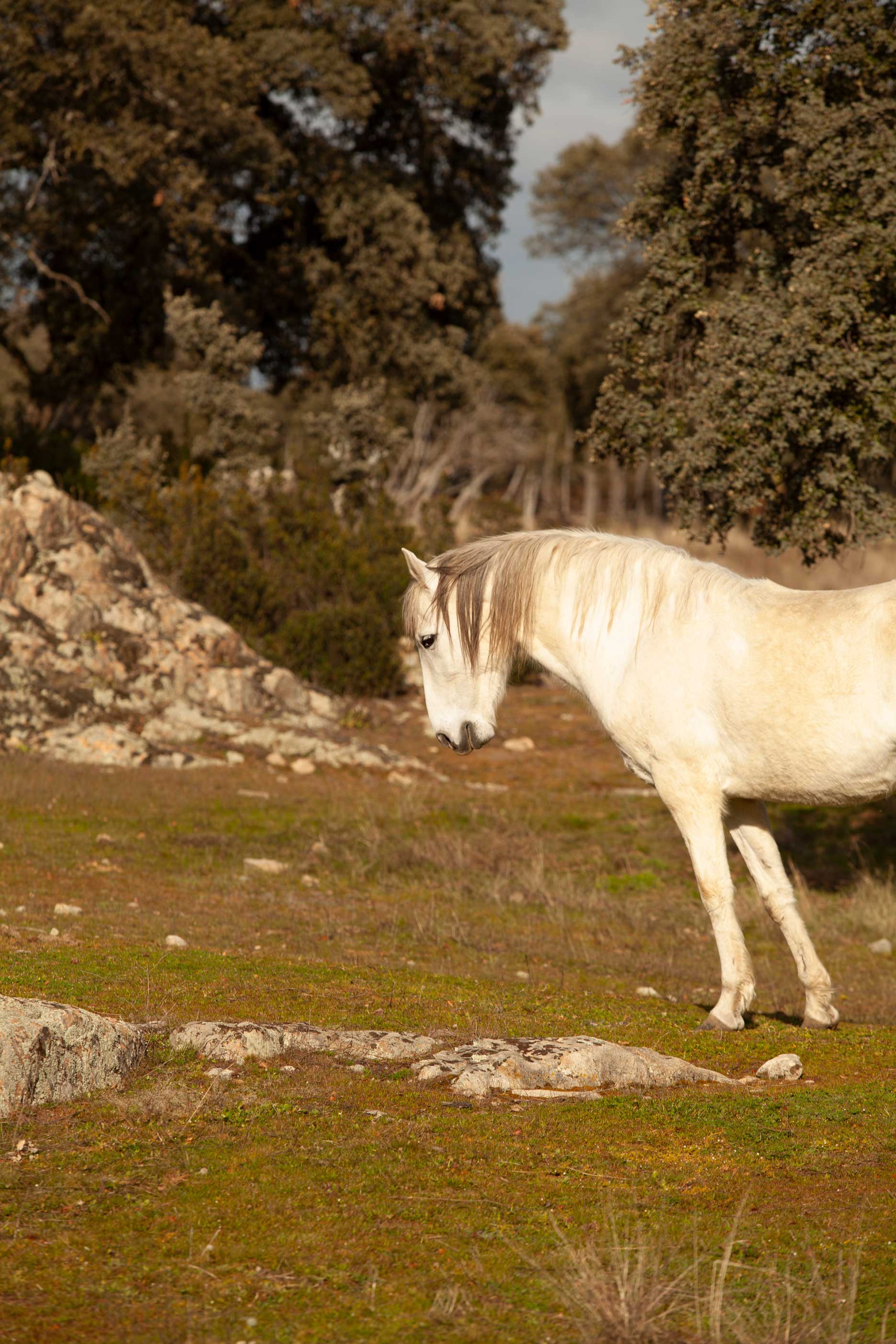Caballo en el entorno natural utilizado para sesiones de coaching