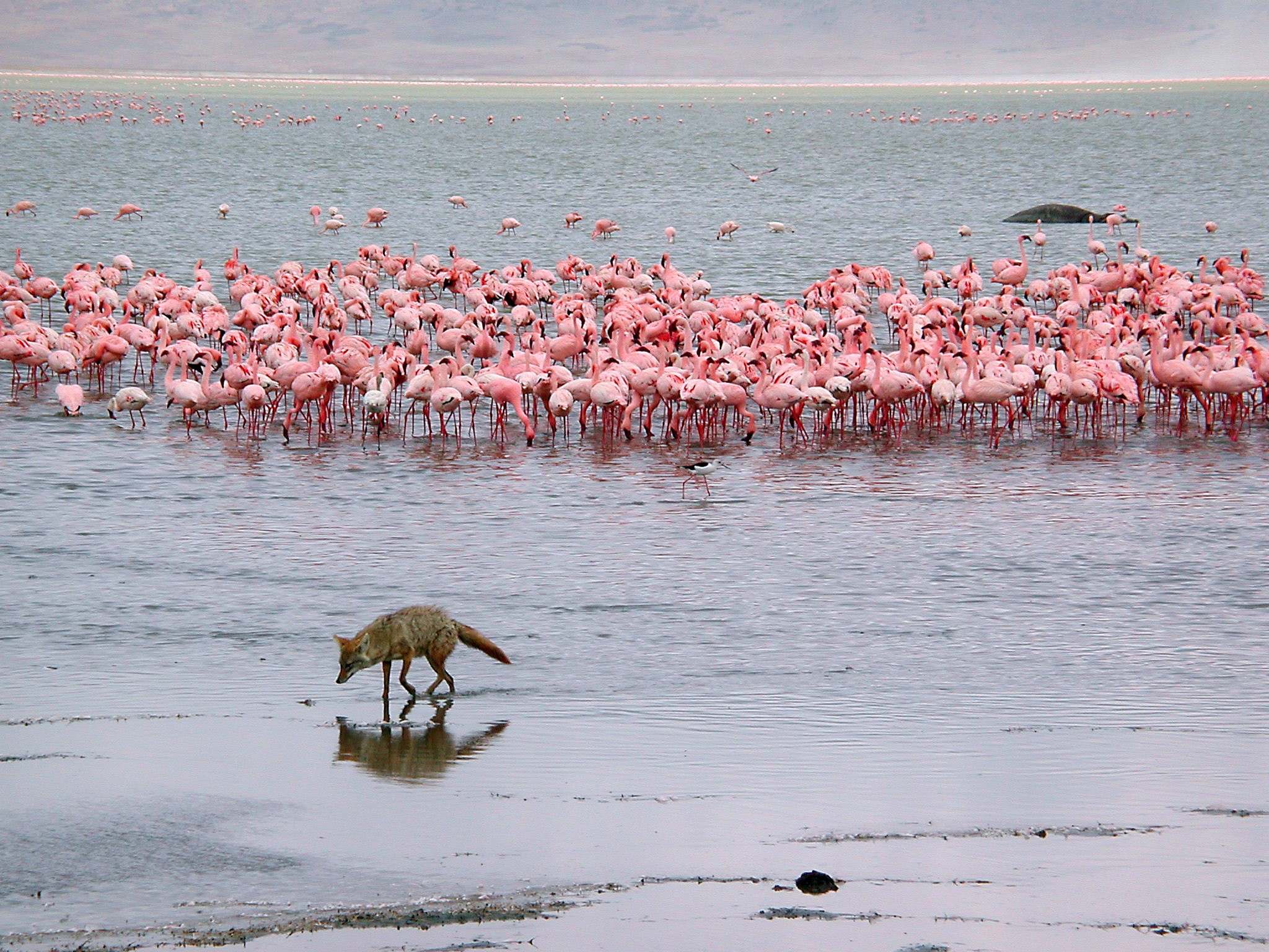 Ngorongoro Crater Safari