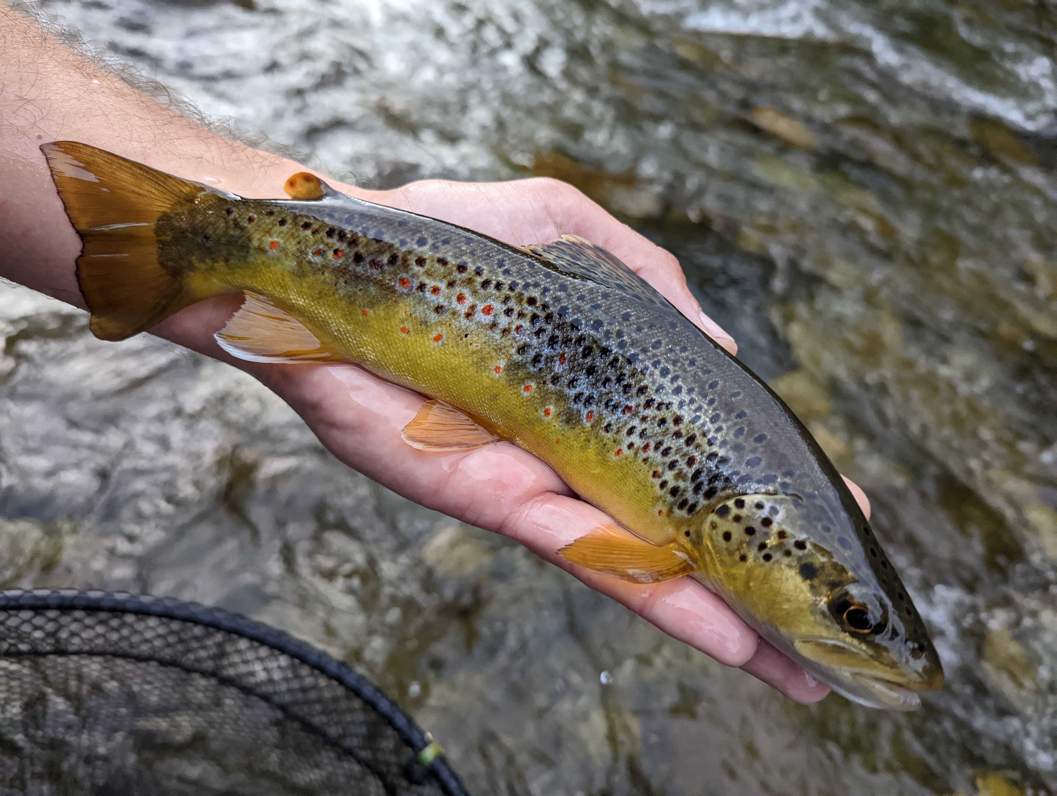 Fly fishing in the Pyrenees: holding a trophy-sized trout caught in the pristine waters of the Ariège.