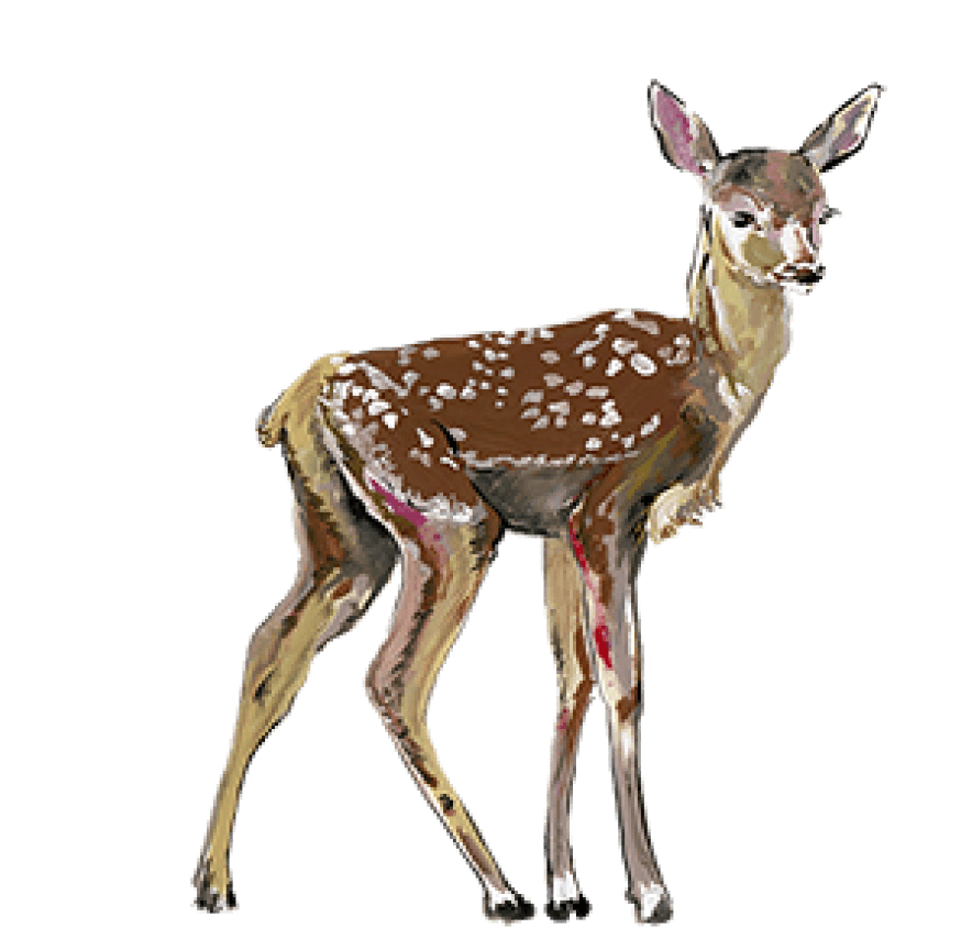 deer illustration