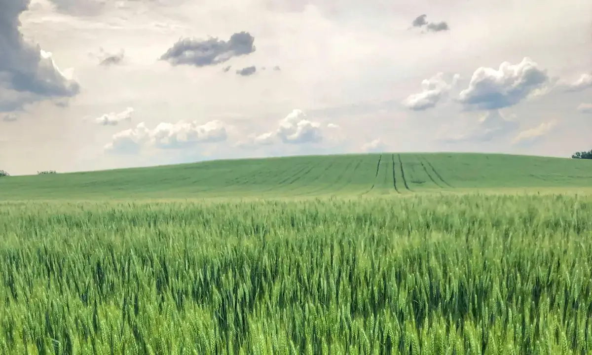 Kräftig wachsende Kulturen als Symbol für bessere Stickstoffverfügbarkeit, weniger Mineraldünger und geringere Betriebskosten.