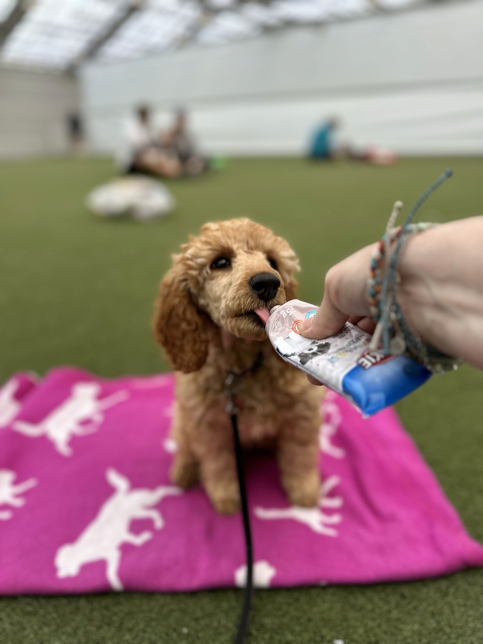 Dog photo