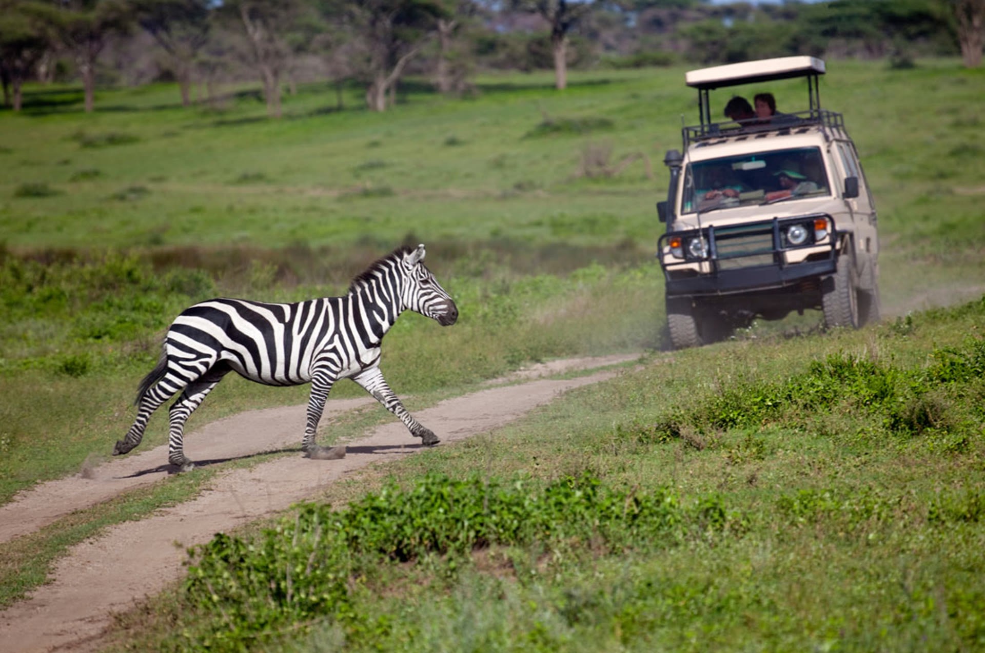 Zebra crossing in front of safari vehicle