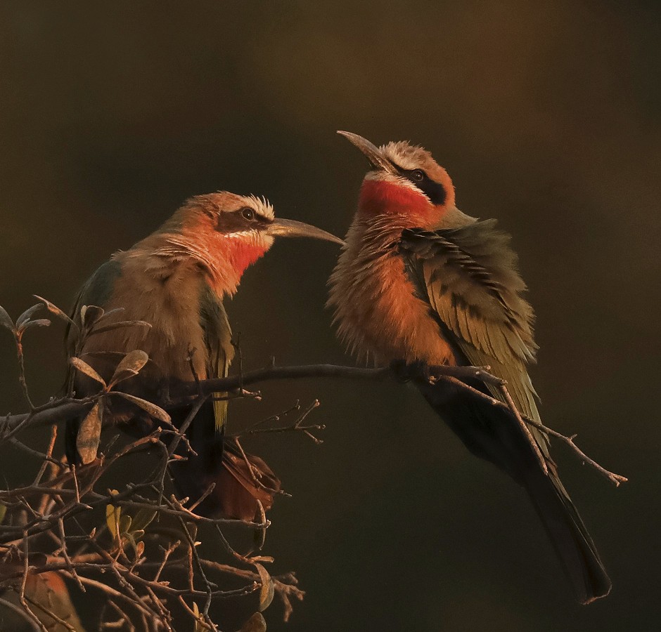 Bee Eaters