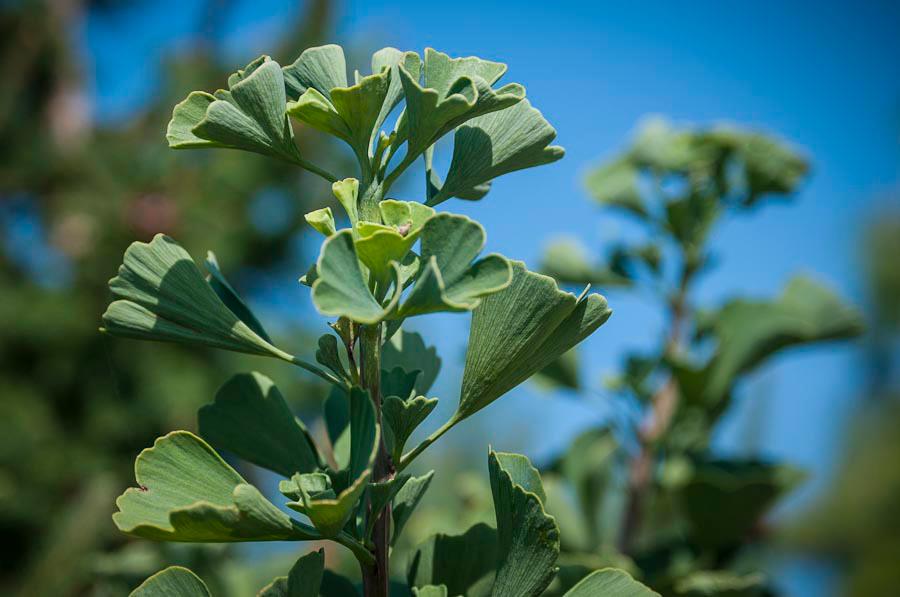 Fresh wild greens and berries in a wooden bowl, representing the hands-on results of Foraging Academy’s certification classes.
