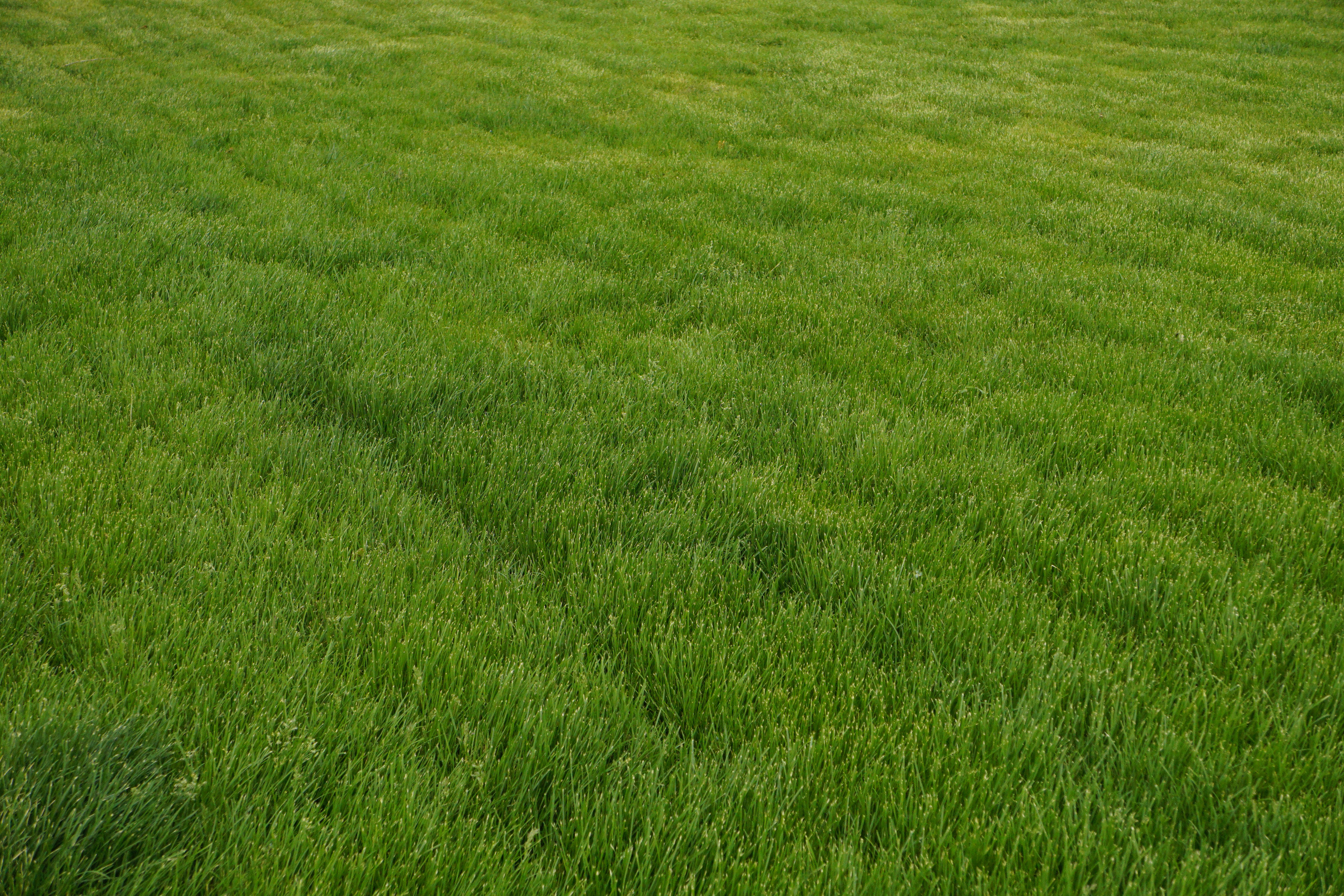 a field of green grass with a white frisbee in the middle of it
