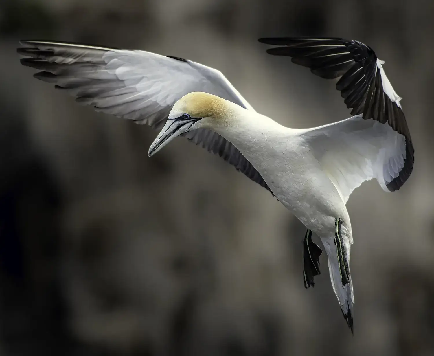 Shadow image of a Woman with Linear yellow bg