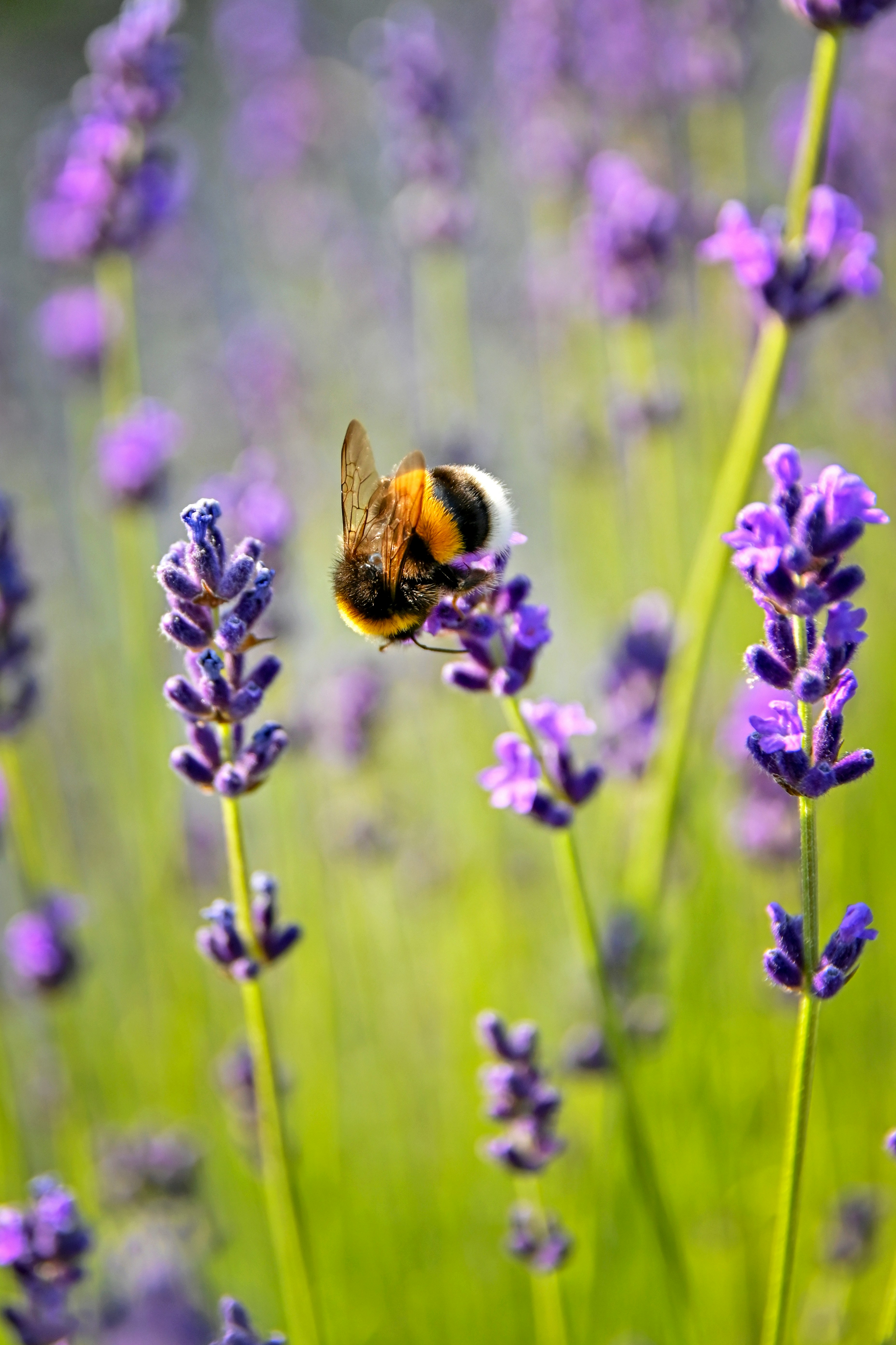 purple flower with bee on top