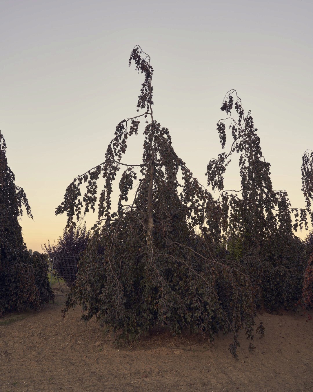 Fagus sylvatica ‘Purple Fountain’ mit schmalem Wuchs und langen, herabhängenden Zweigen mit dunkel purpurfarbenem Laub.