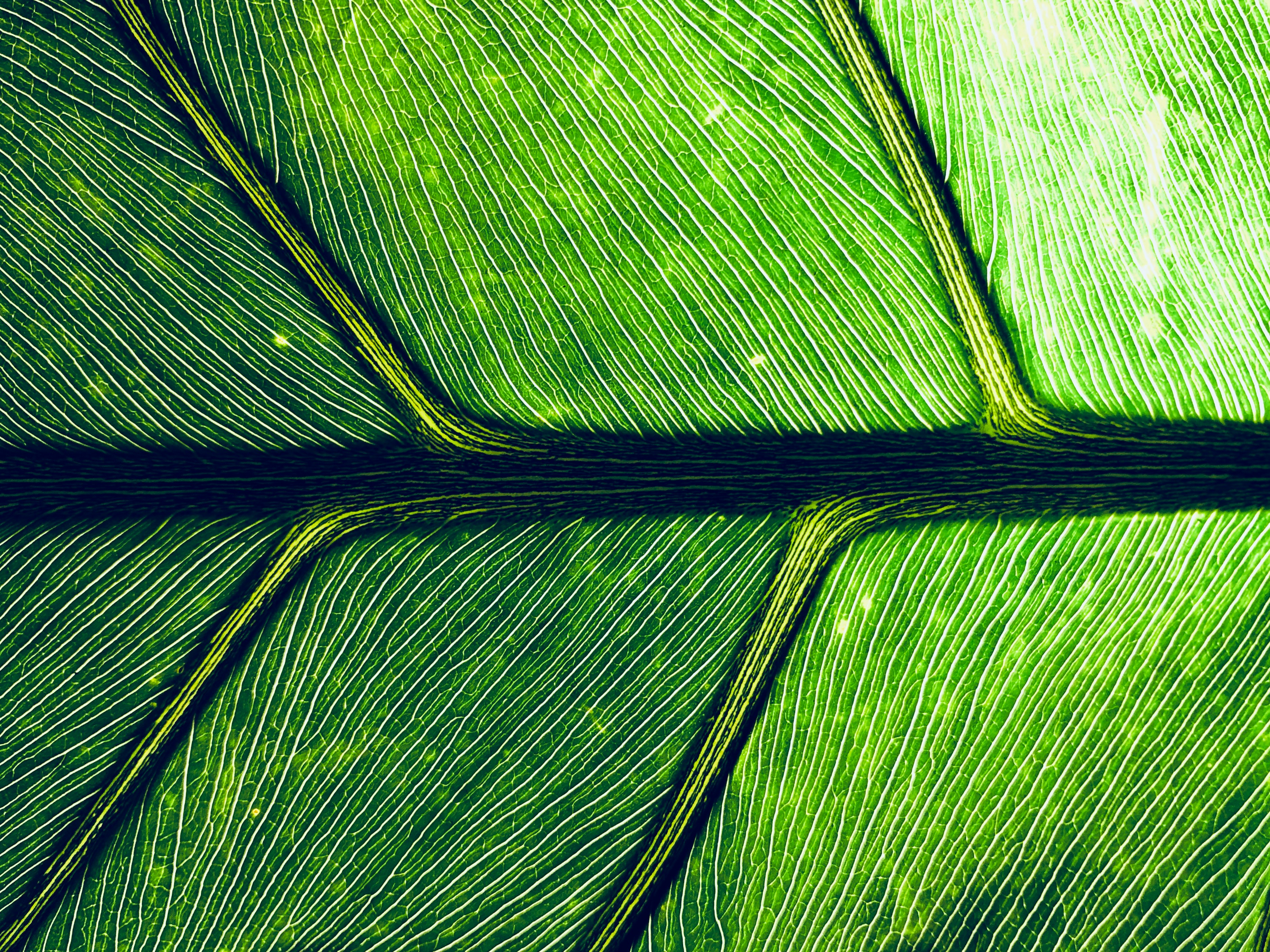 macrophotographie d’une feuille verte