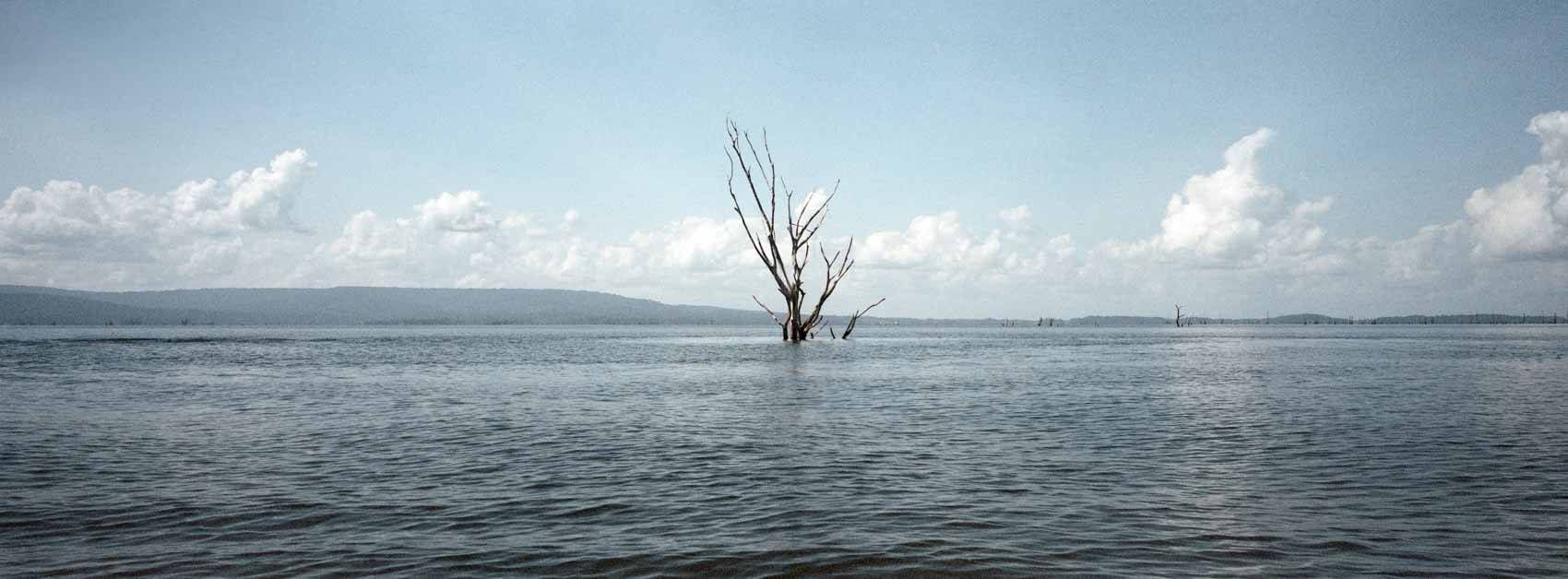 Scanned and edited film photograph of the lone tree in Brokopondo Reservoir with subtle blue tones.