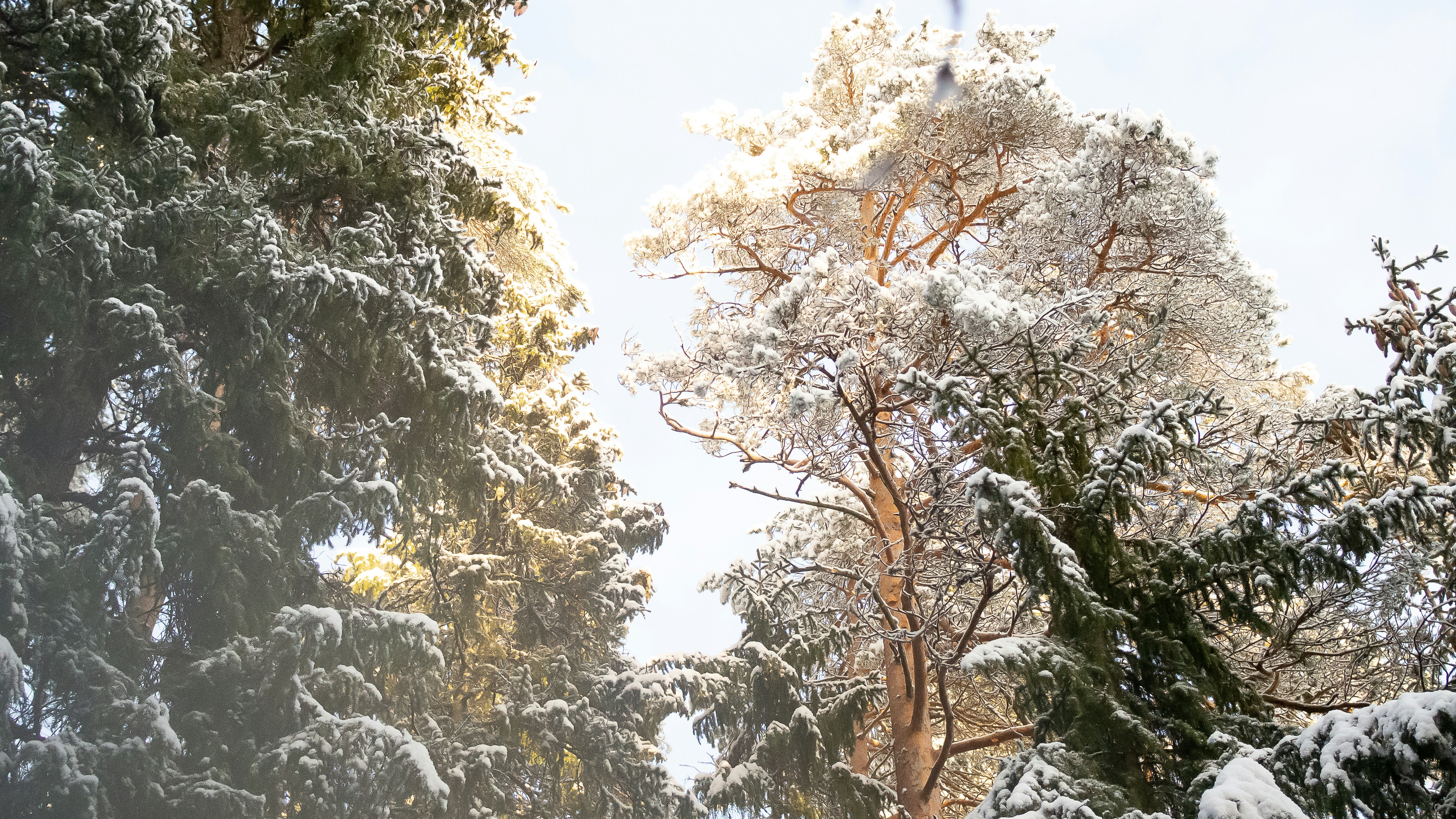 a group of trees covered in snow