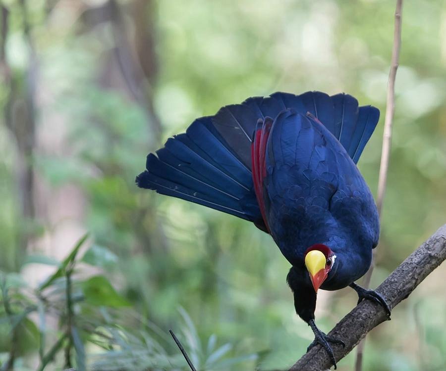 Birdwatching in Gambia