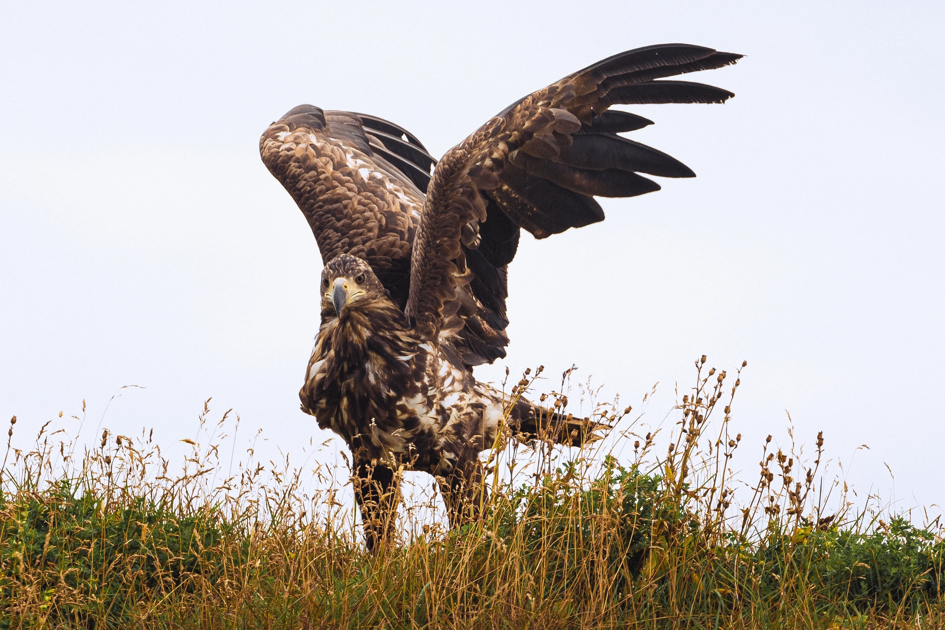 sea eagle spreading wings
