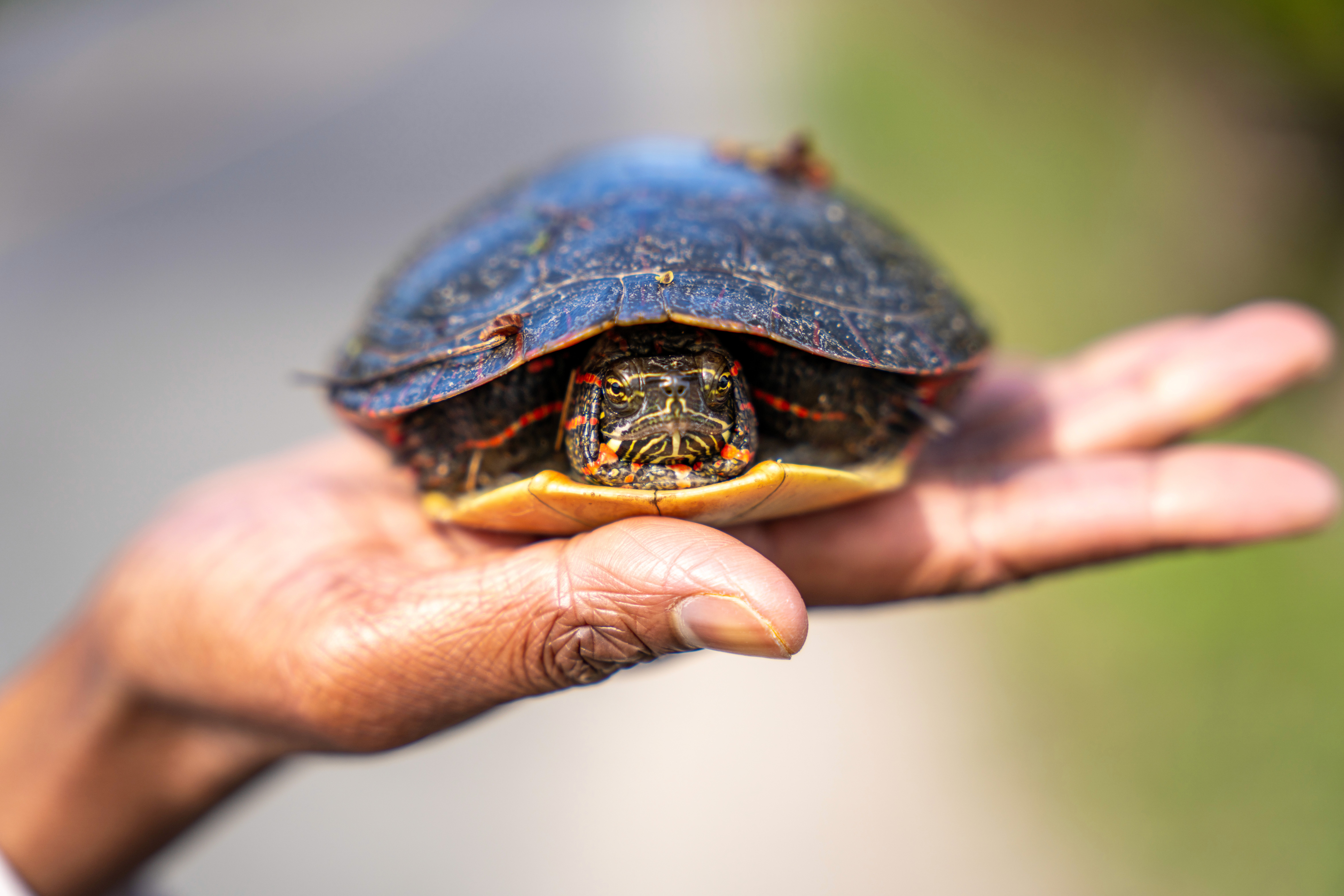 Here comes the alt text