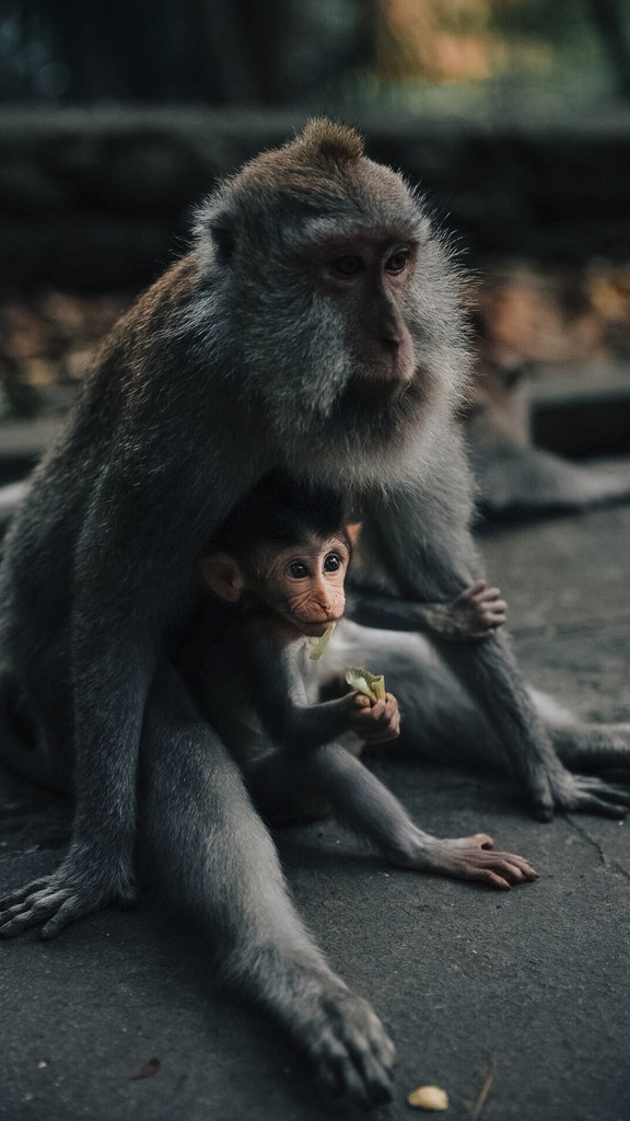 2 monkeys, the mother with her child.