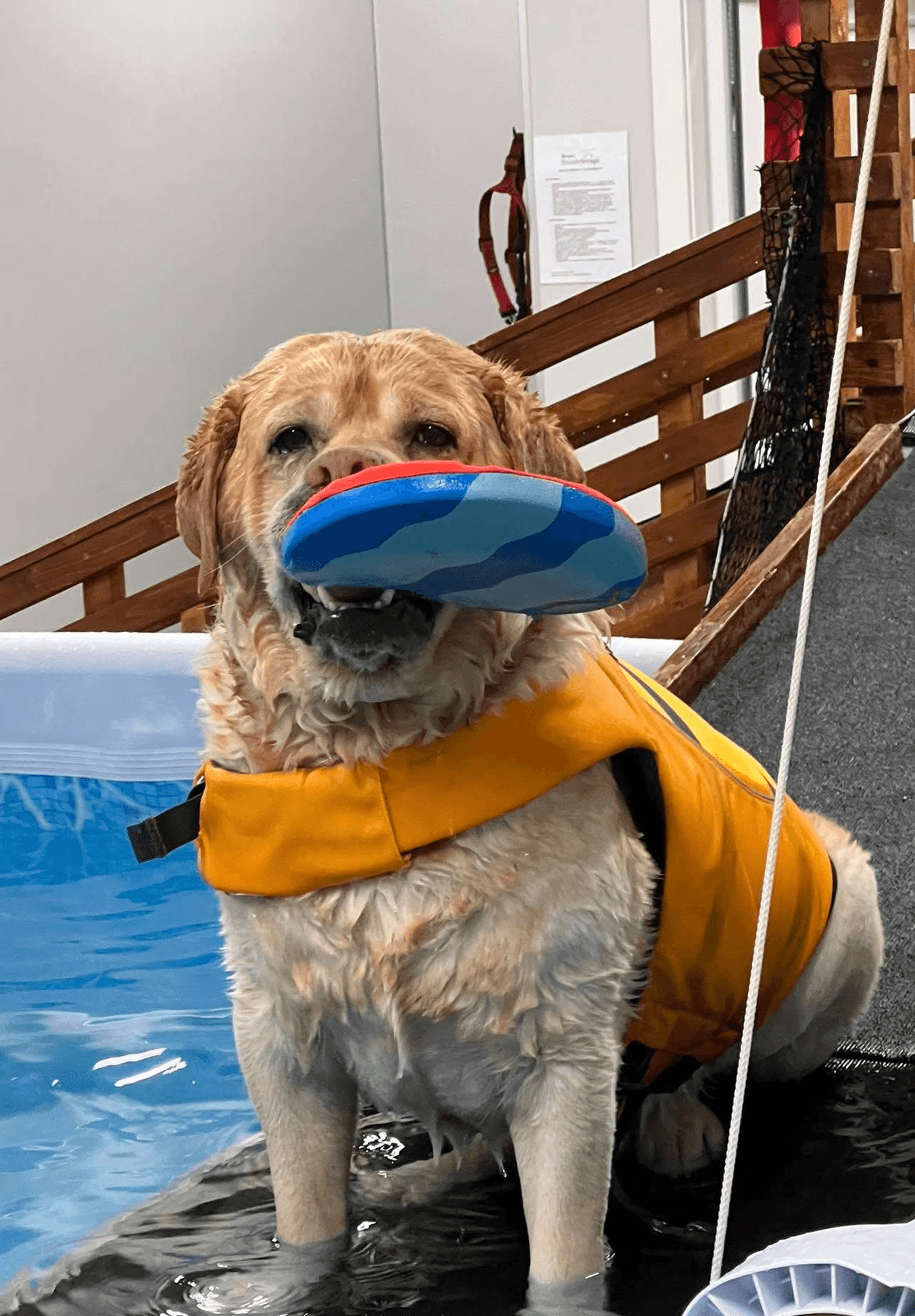 medium short-coated white dog lying on green grass field