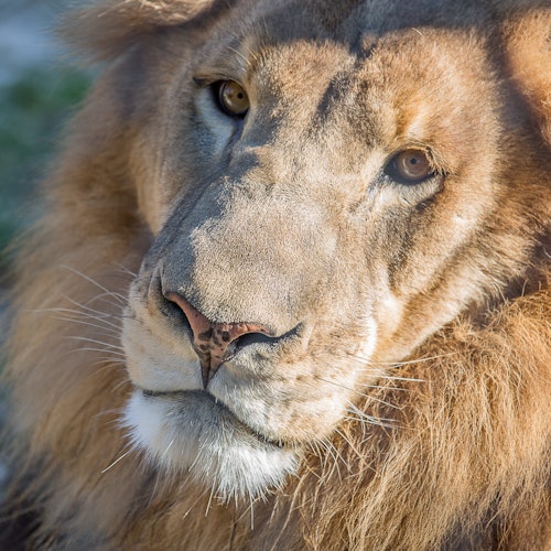 Primo piano del volto di un leone, che mostra dettagli come la criniera, gli occhi, il naso e i baffi, su uno sfondo neutro.
